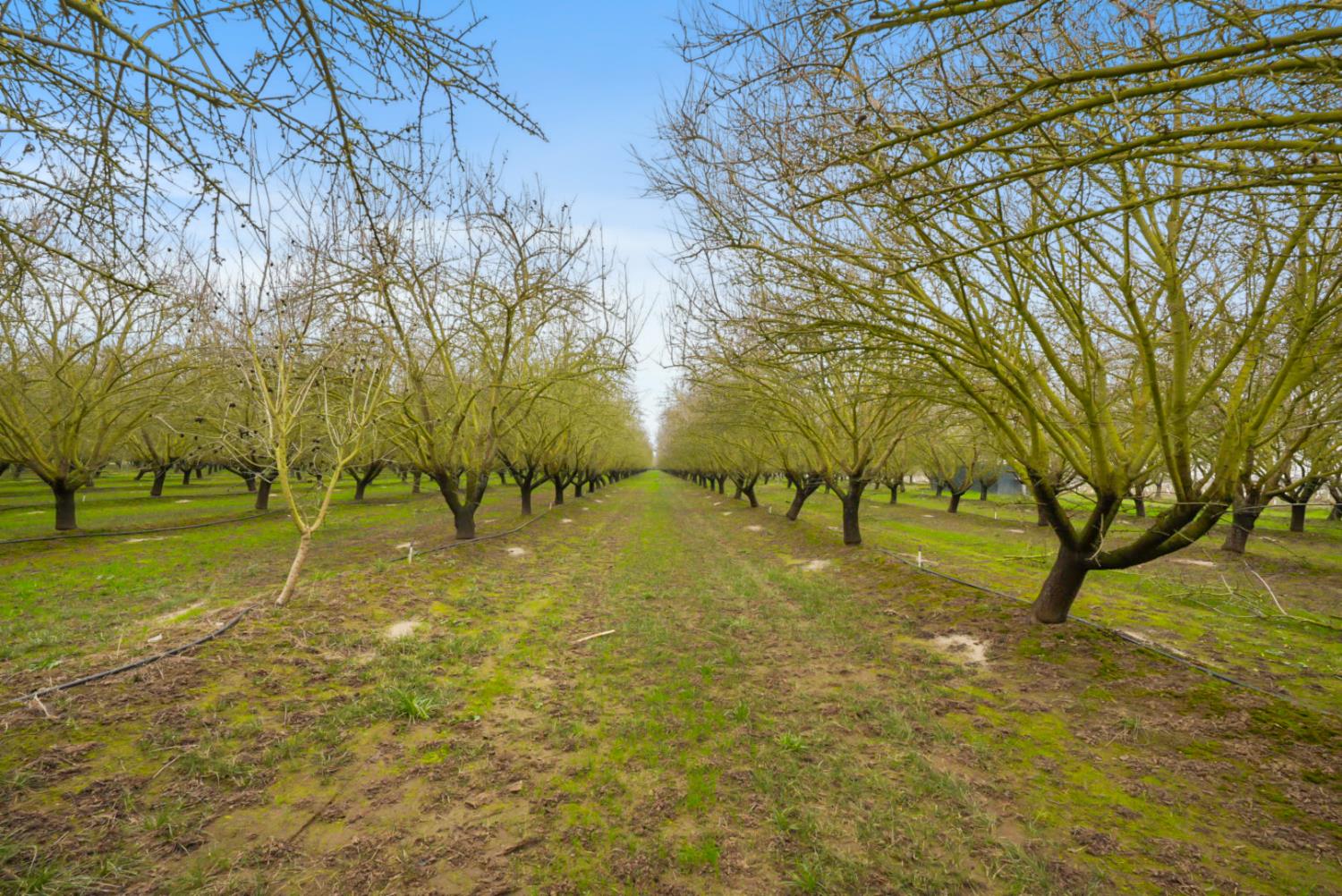 16221 Carrolton Road Escalon, CA 95320 - Photo 36 of 48 a view of yard with green space