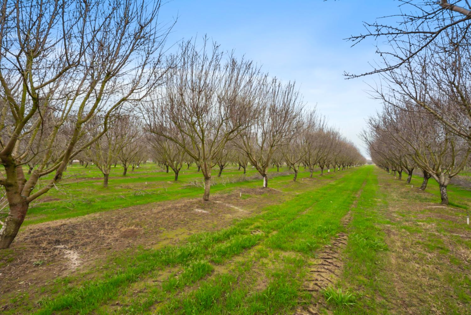 16221 Carrolton Road Escalon, CA 95320 - Photo 6 of 48 a green field with lots of trees in the background