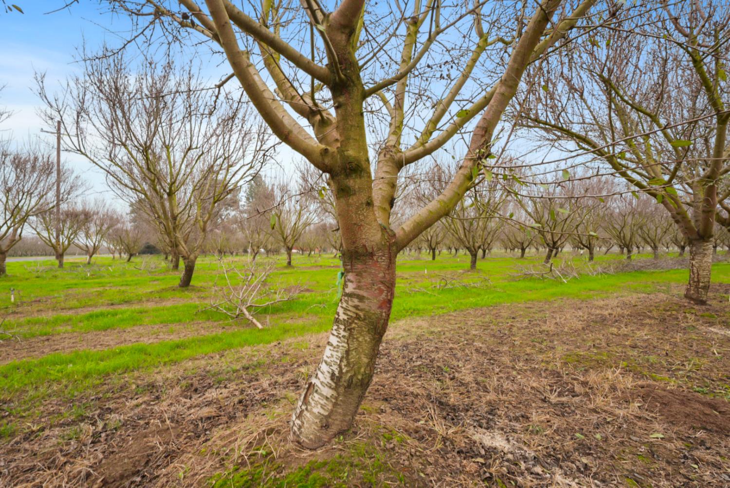 16221 Carrolton Road Escalon, CA 95320 - Photo 8 of 48 a view of a golf course with a tree