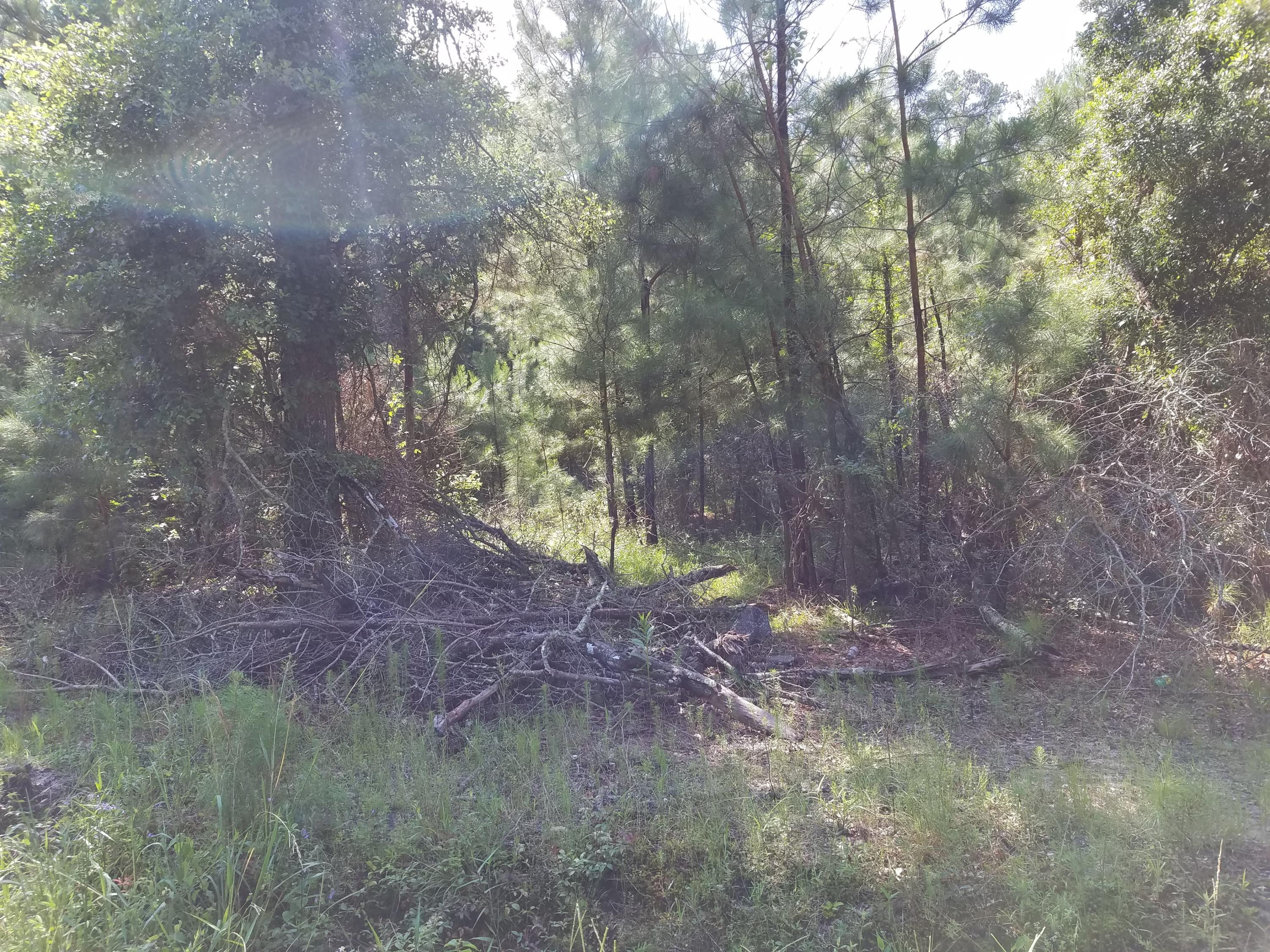 1467 Hiers Corner Road Walterboro, SC 29488 - Photo 9 of 10 20200619_102932