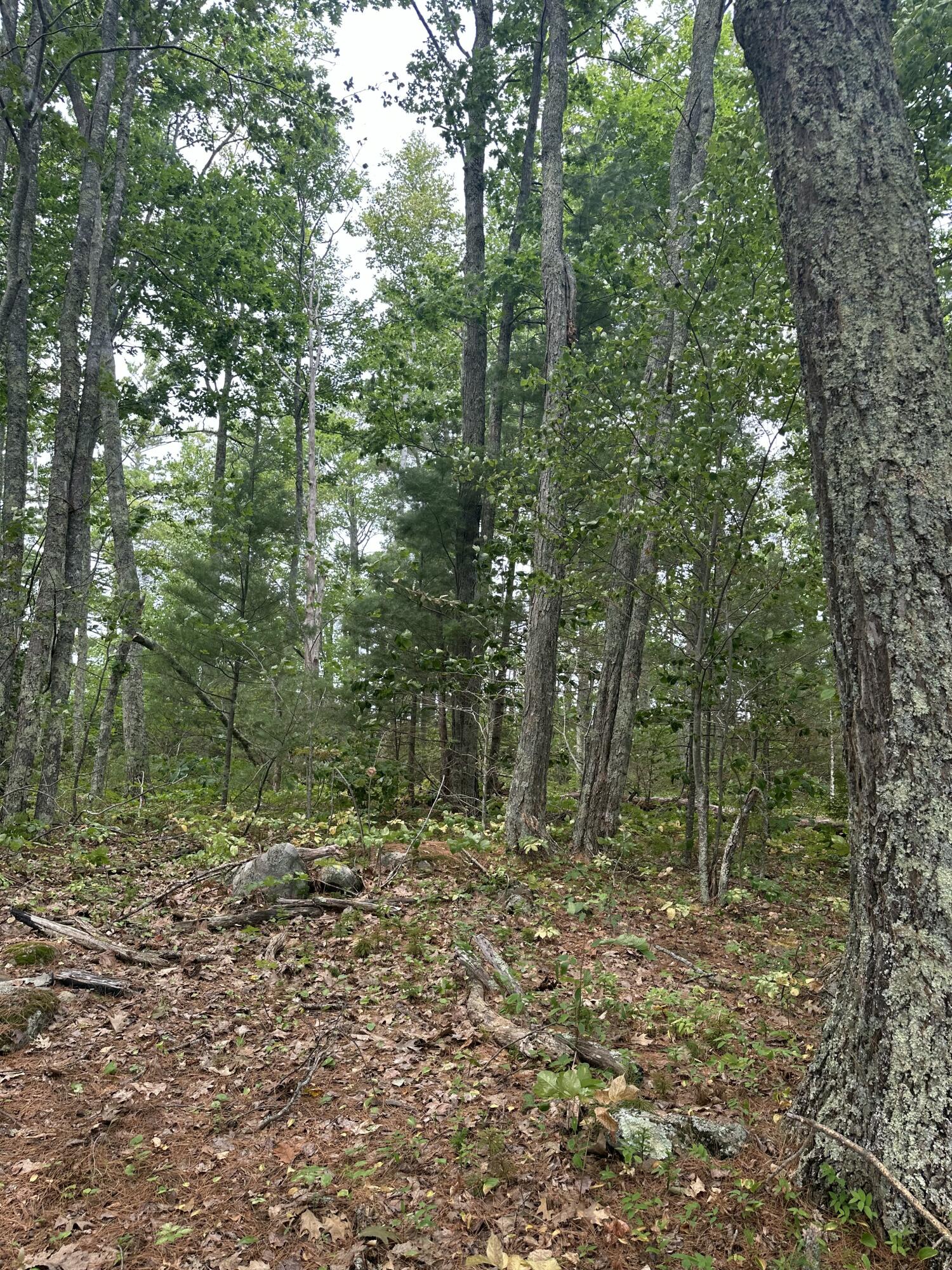 0 Mouse Island Old Town, ME 04468 - Photo 15 of 15 IMG_0288