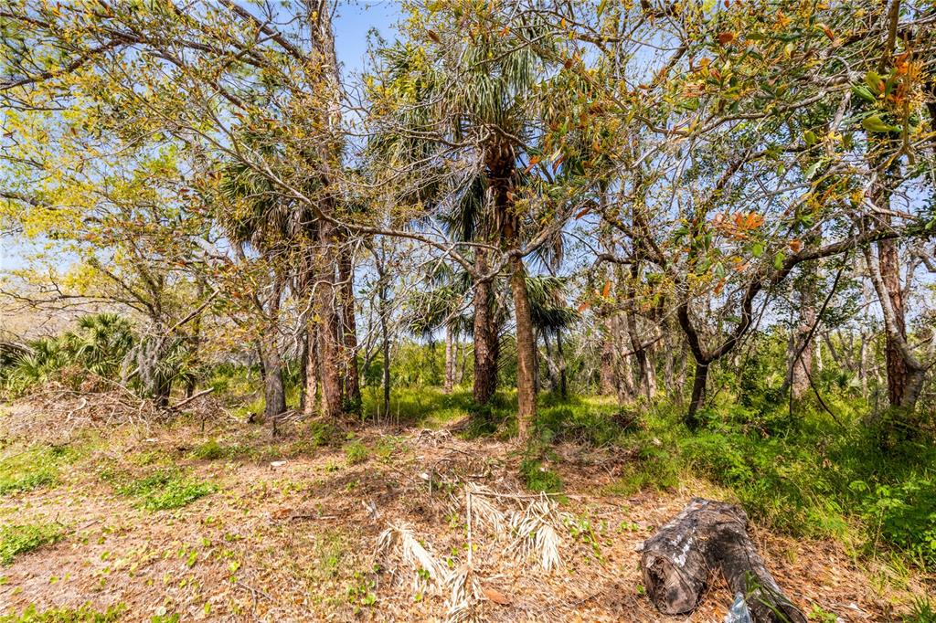 Phoenix Avenue Oldsmar, FL 34677 - Photo 7 of 11