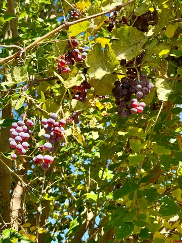 a table with wine bottles and glasses on it