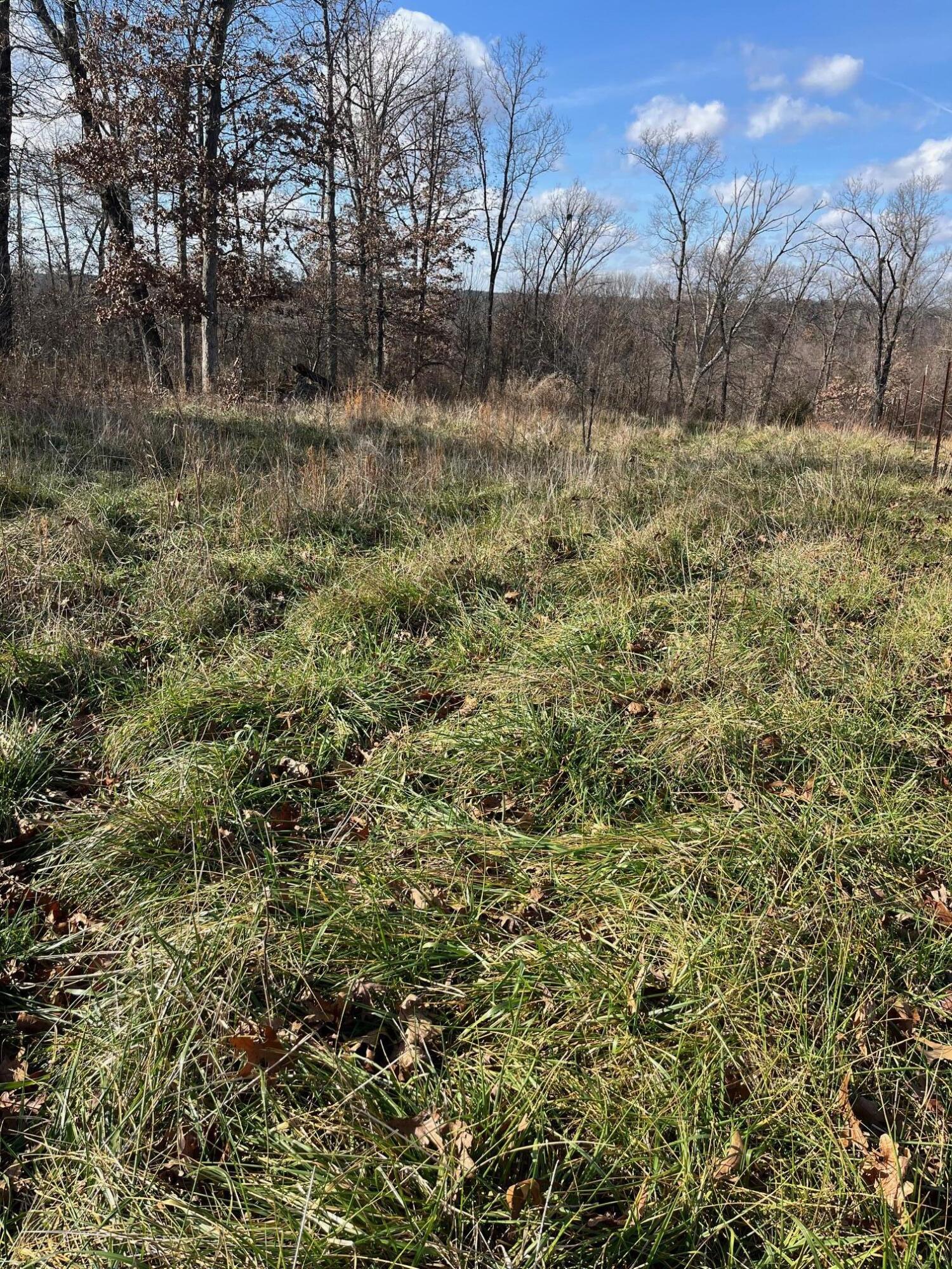 615 Thomas Hollow Road Exeter, MO 65647 - Photo 26 of 82 Thick grass