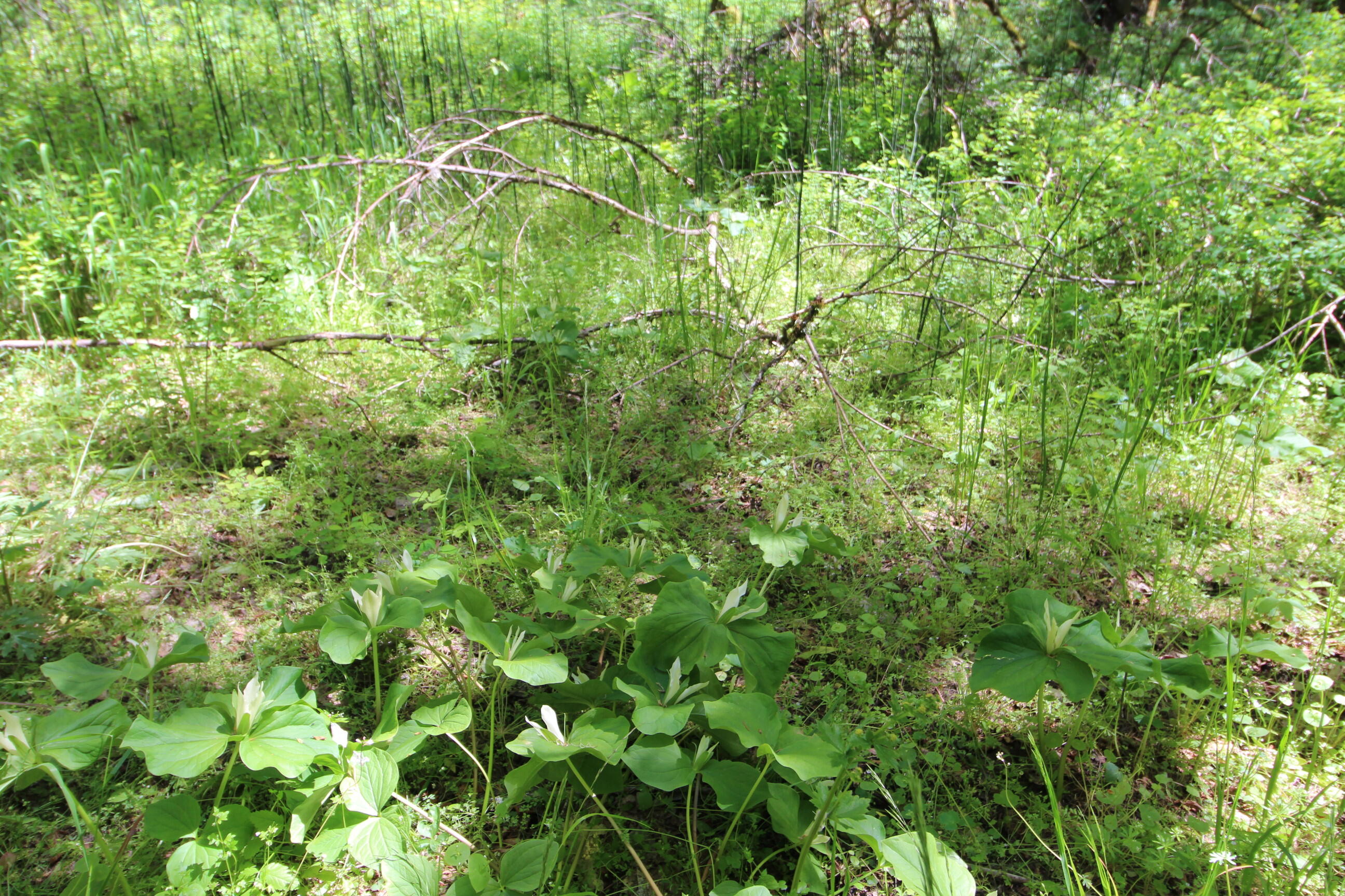 10000 Little Applegate Road Jacksonville, OR 97530 - Photo 135 of 141 trillium trillium flowers