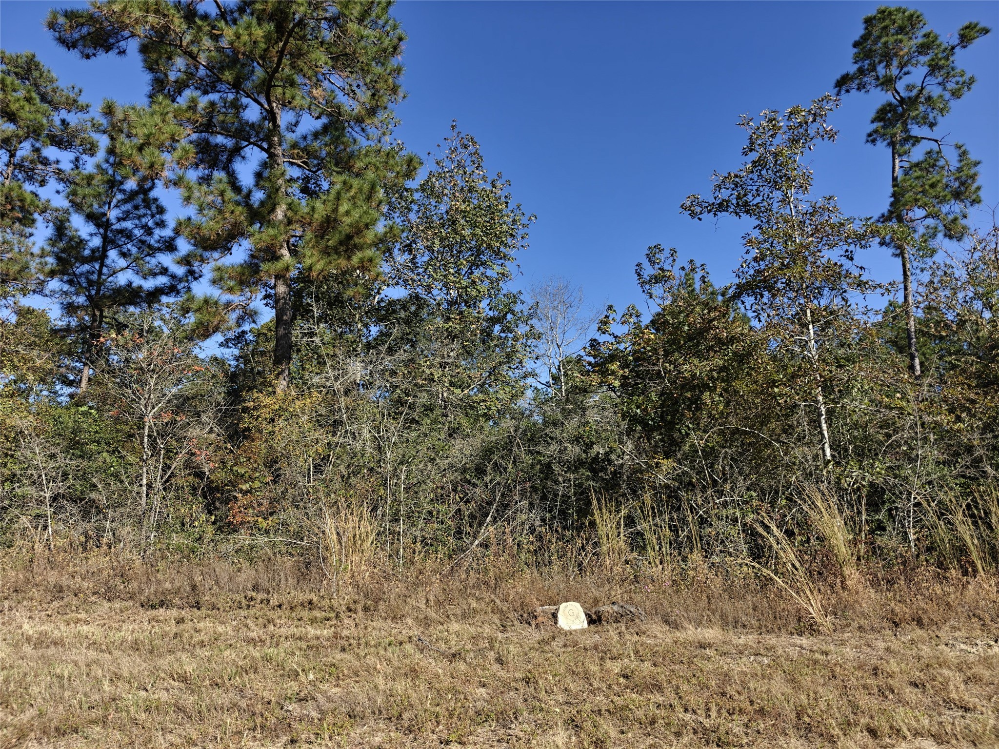 357 Iron Horse Road New Waverly, TX 77358 - Photo 2 of 5 a view of plant