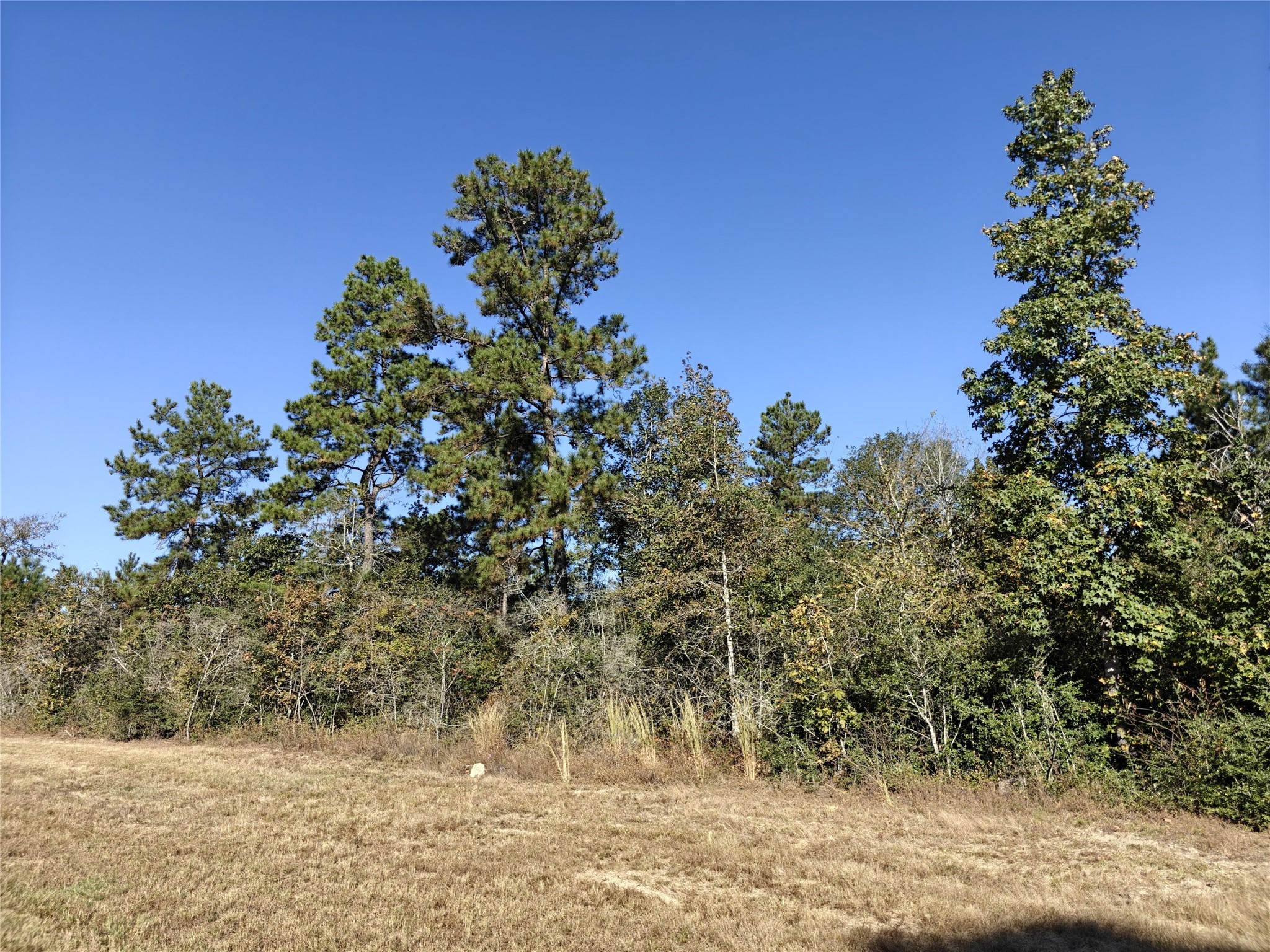 357 Iron Horse Road New Waverly, TX 77358 - Photo 4 of 5 a view of a yard
