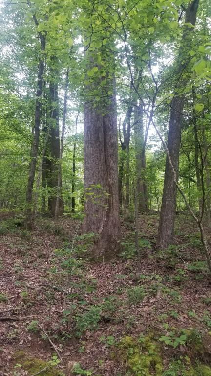 23.87-ac Rhea County Highway Spring City, TN 37381 - Photo 14 of 21 14