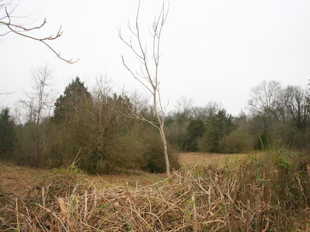 1496 Union Grove Road Columbia, TN 38401 - Photo 5 of 6 a view of a yard