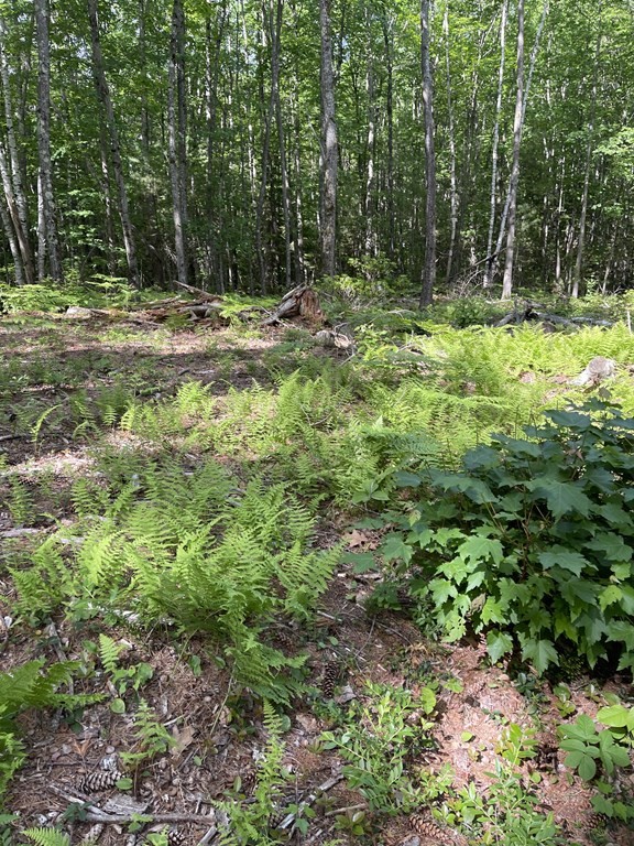 0 Rindge Turnpike Ashburnham, MA 01430 - Photo 5 of 12