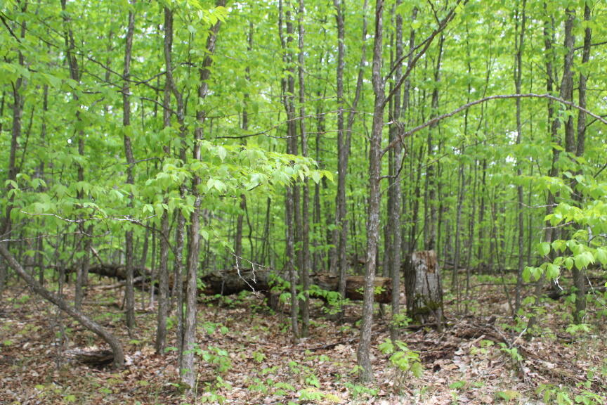 Parcel #9 Parcel Road Mio, MI 48647 - Photo 1 of 12 Gallery Image 1