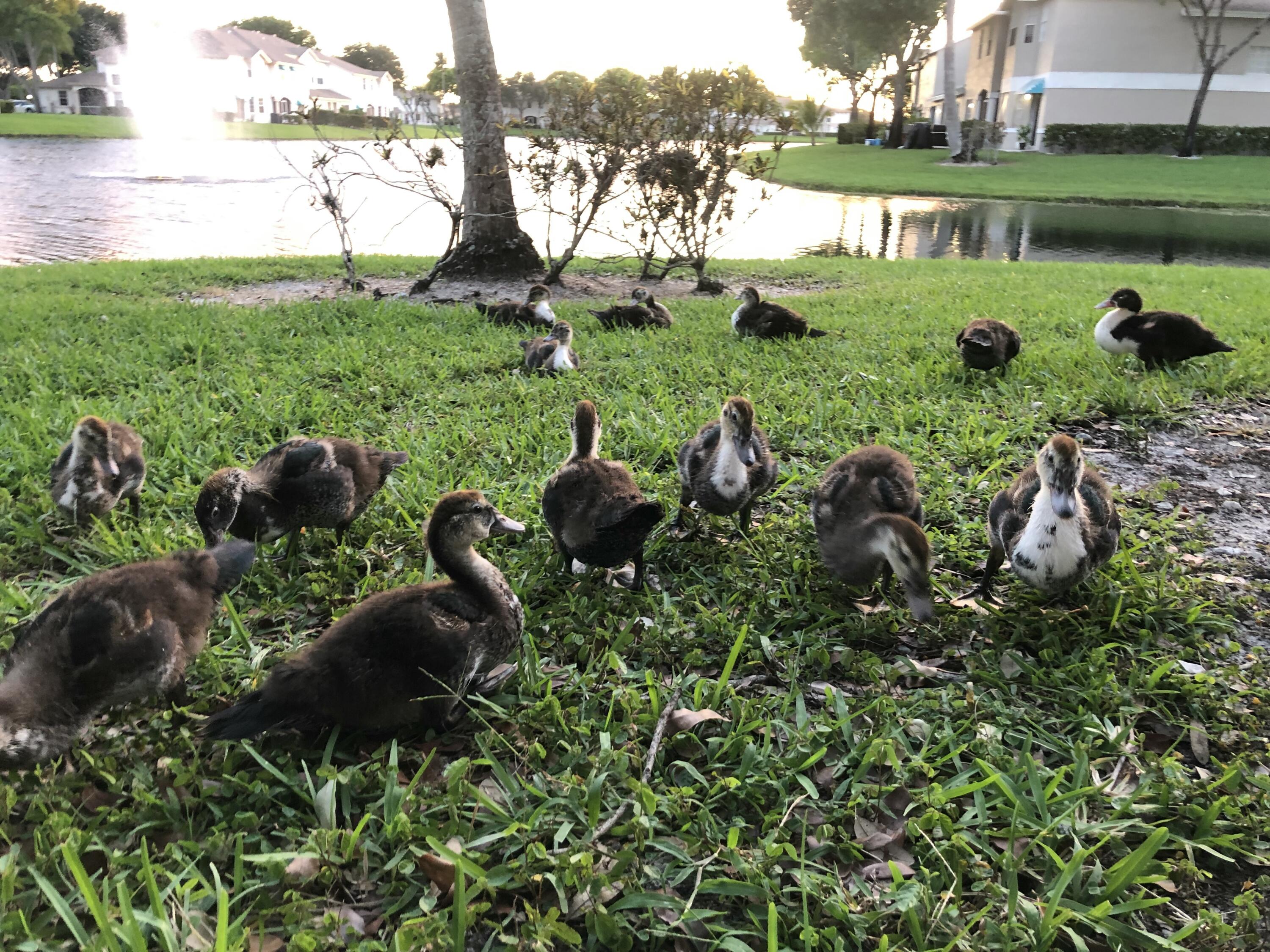 9118 Boca Gardens Parkway, Unit F Boca Raton, FL 33496 - Photo 53 of 56 IMG_7827