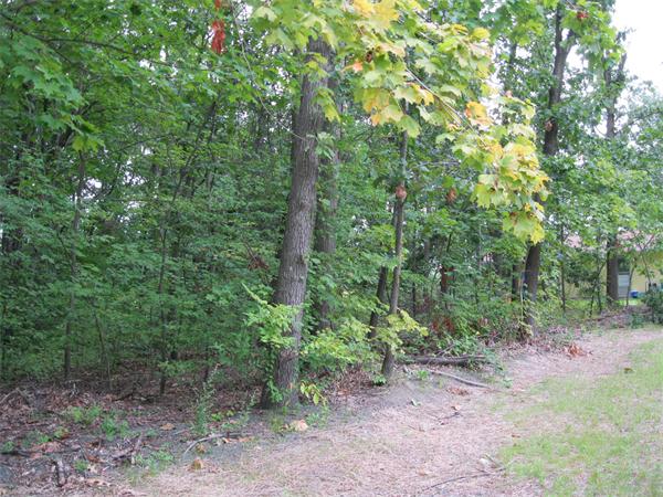 454-468 Morgan Road West Springfield, MA 01089 - Photo 20 of 20 a view of a forest that has large trees
