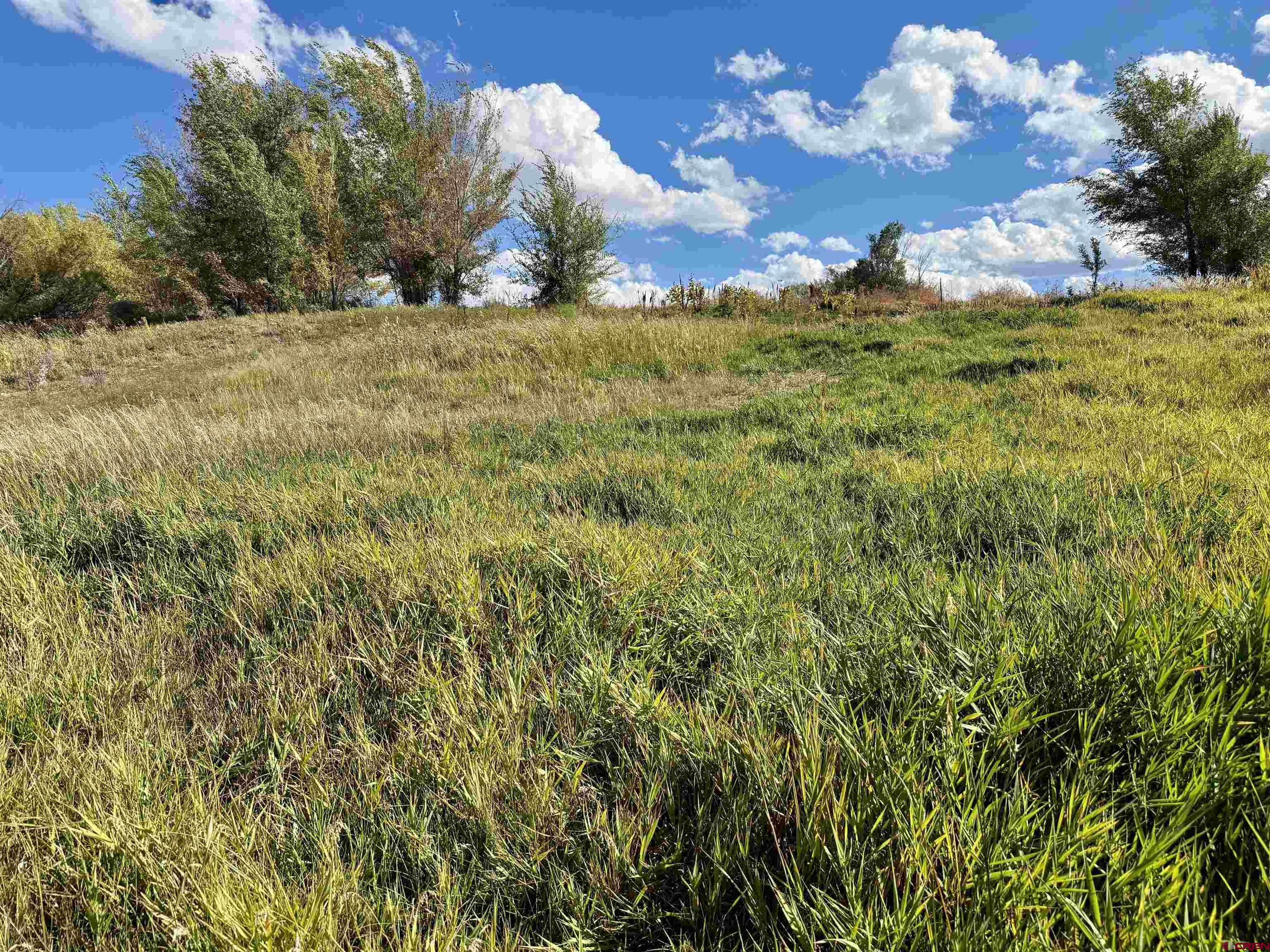 3726 5500th Road Olathe, CO 81425 - Photo 16 of 28 a view of a big yard of the house
