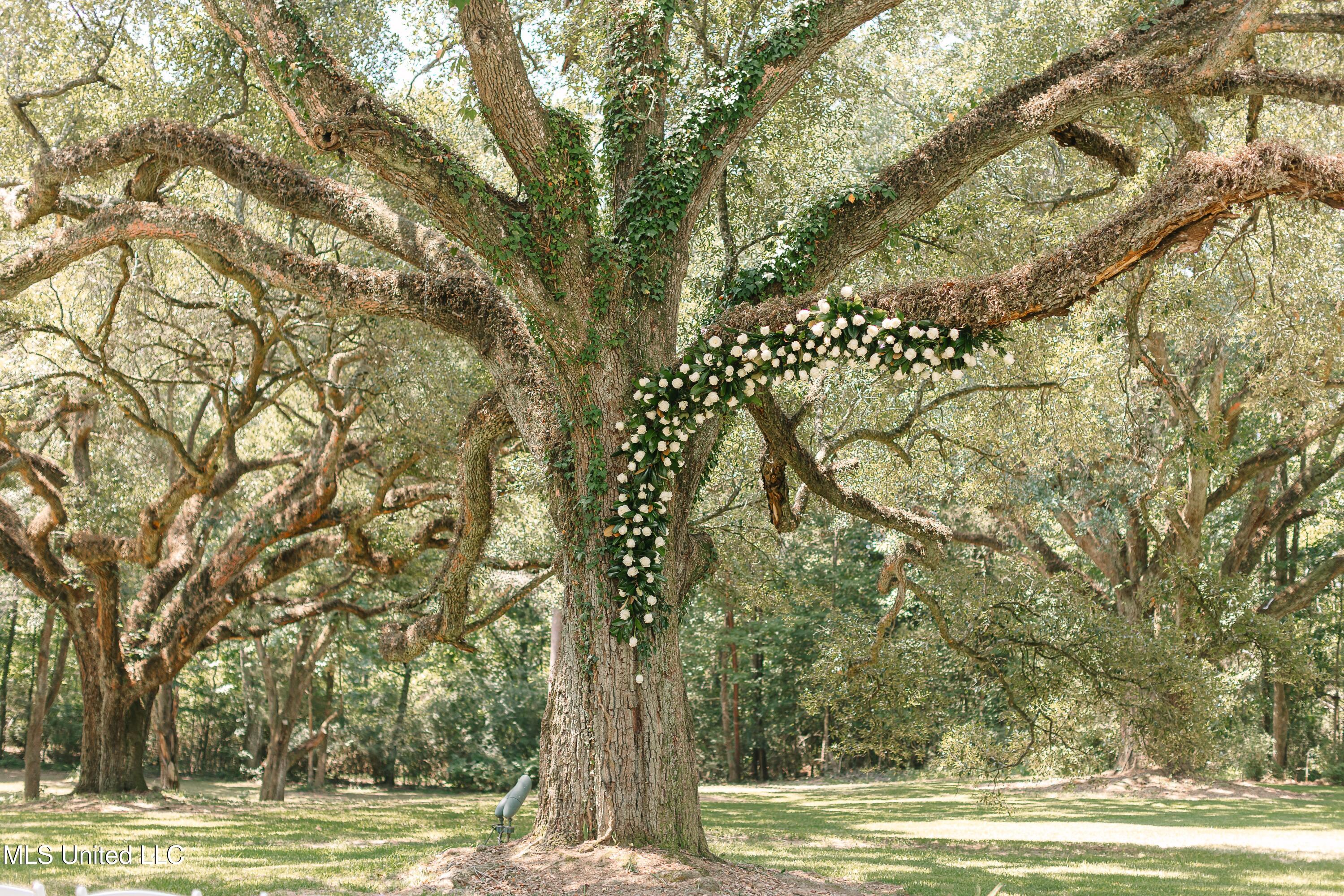 3054 Highway 24 McComb, MS 39648 - Photo 11 of 17 McWilliams-33