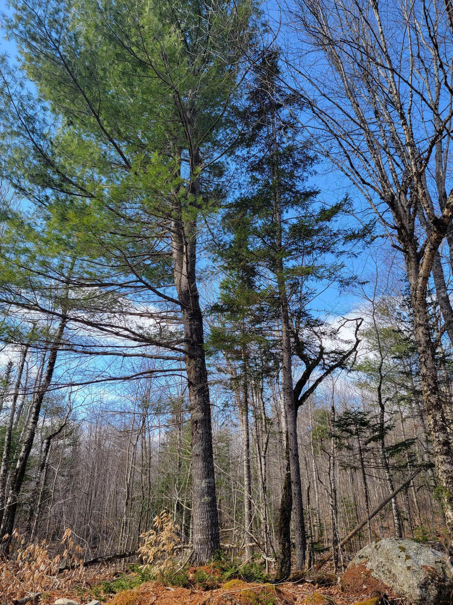 Lot #6 Hardwood Ridge Road Deblois, ME 04622 - Photo 1 of 30 Lot #6