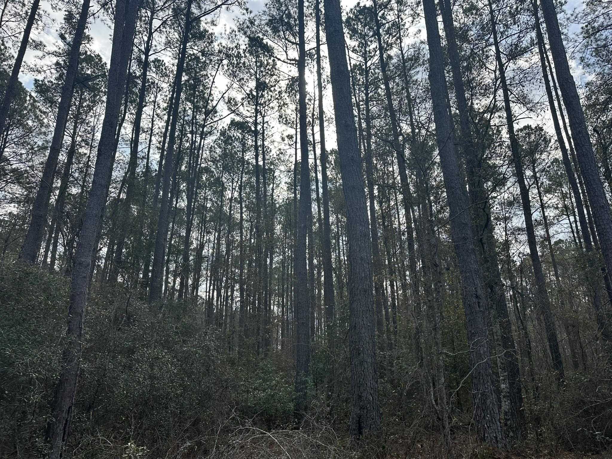Tbd Tbd Hunters Chapel Road Smoaks, SC 29481 - Photo 26 of 59