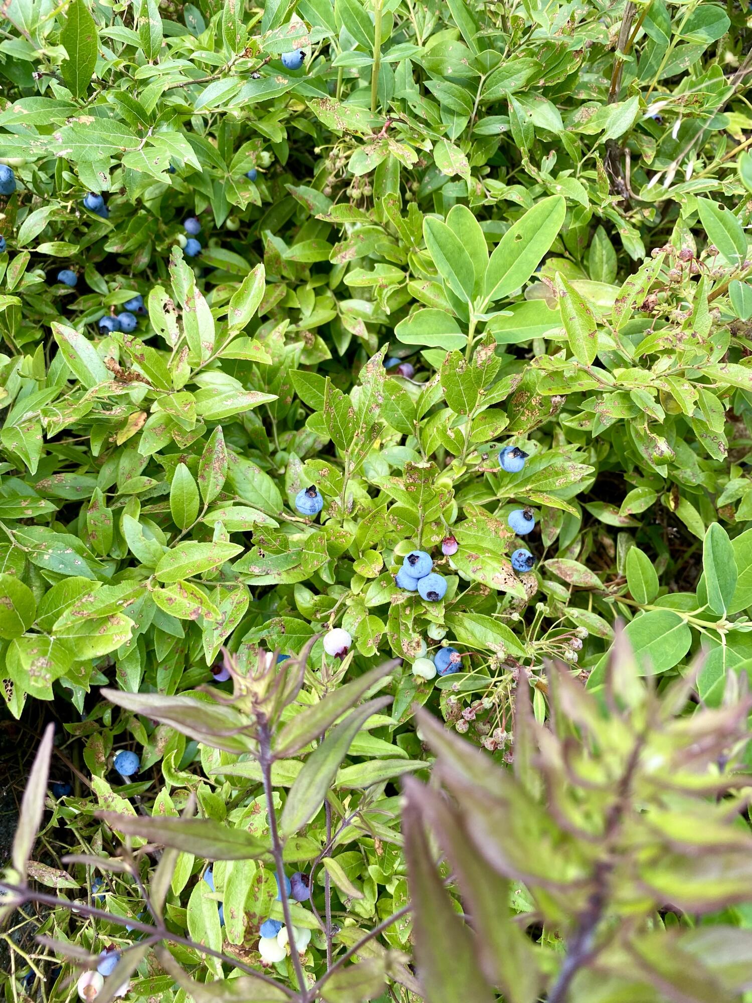 19 Hawk Lane Rumford, ME 04276 - Photo 27 of 27 FullSizeRender