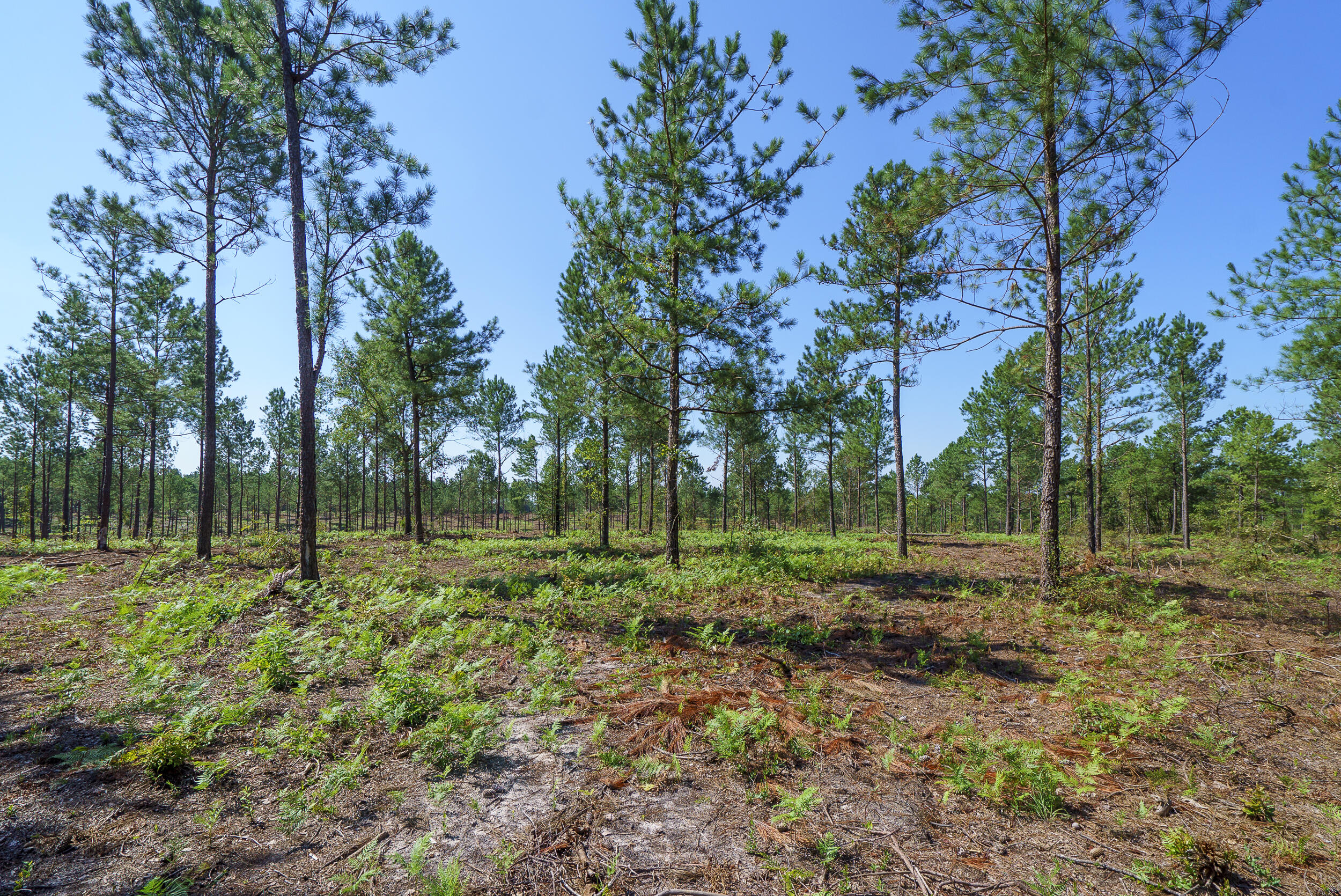 Lot 6 Bluffwood Road Wagener, SC 29164 - Photo 6 of 15