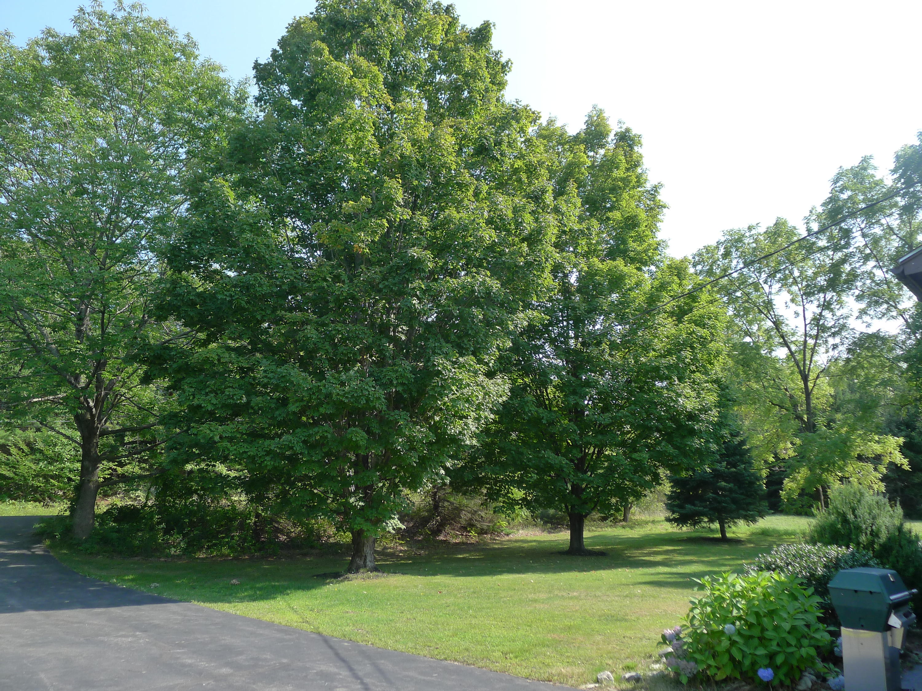 132 Warren Hill Road Jay, ME 04239 - Photo 3 of 24 Front yard