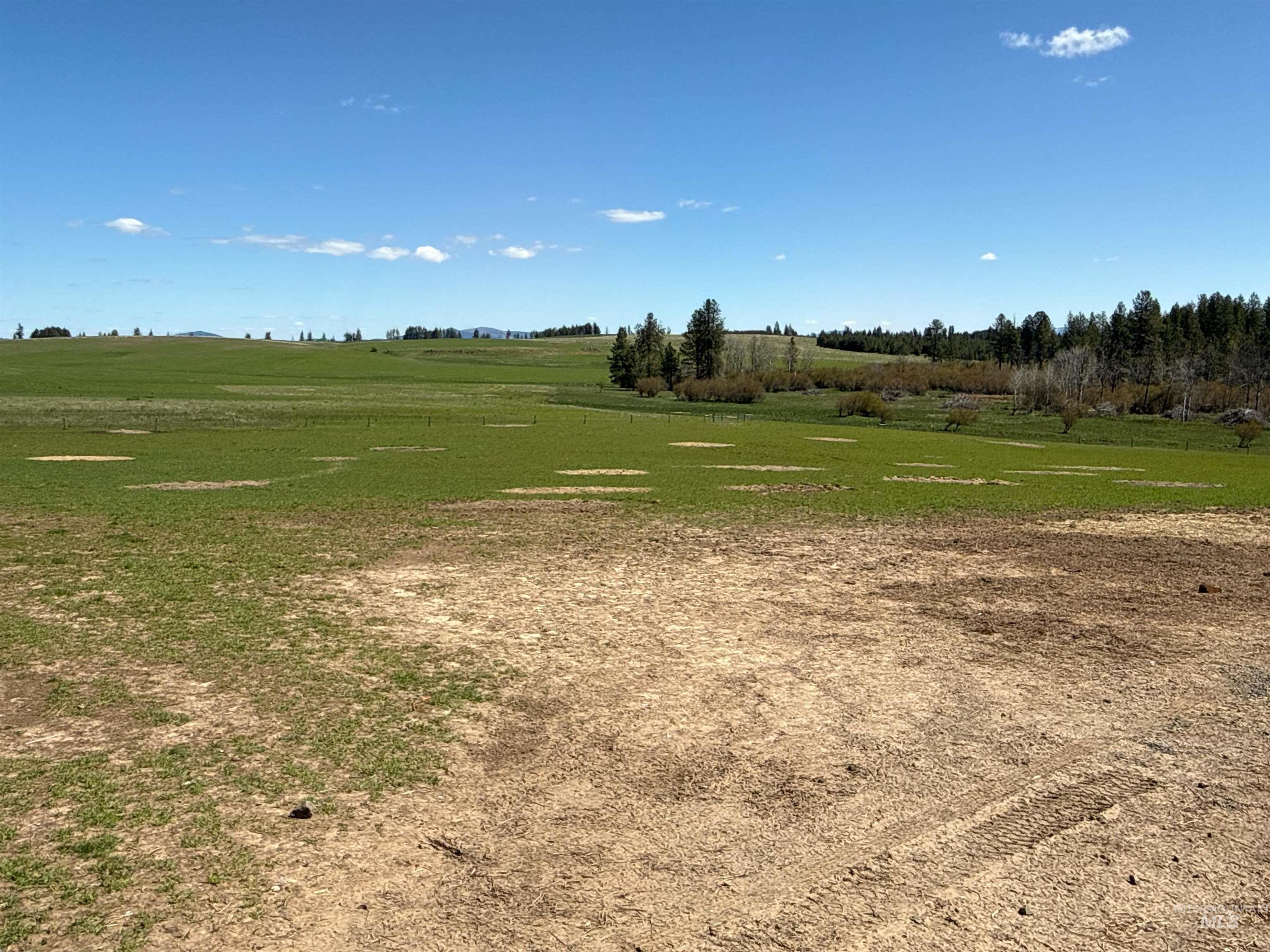 1254 Stuart Road Orofino, ID 83544 - Photo 24 of 48 Expansive open field with green ground cover and distant tree lines