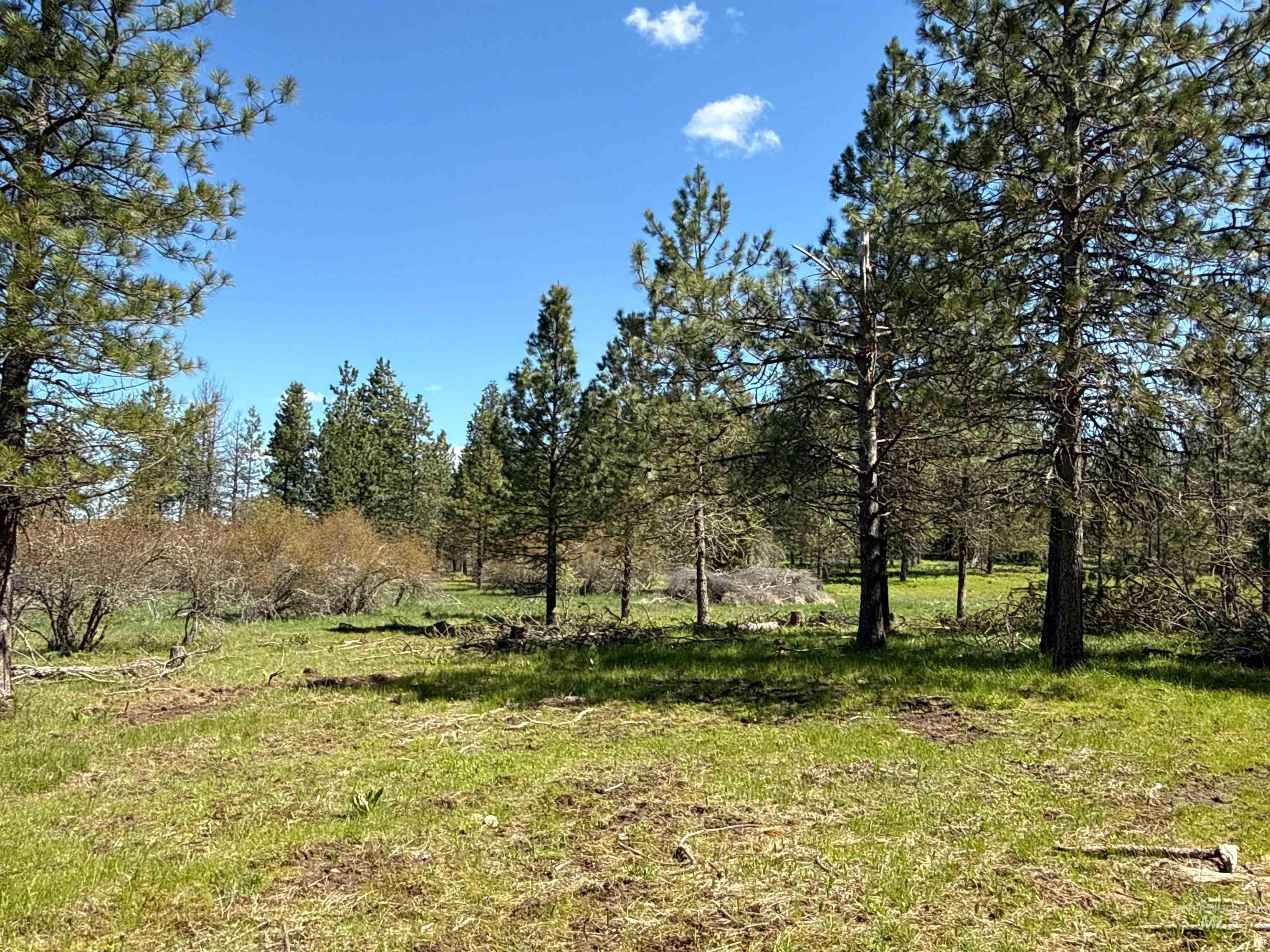 1254 Stuart Road Orofino, ID 83544 - Photo 26 of 48 Expansive cleared land featuring mature evergreen trees and natural brush