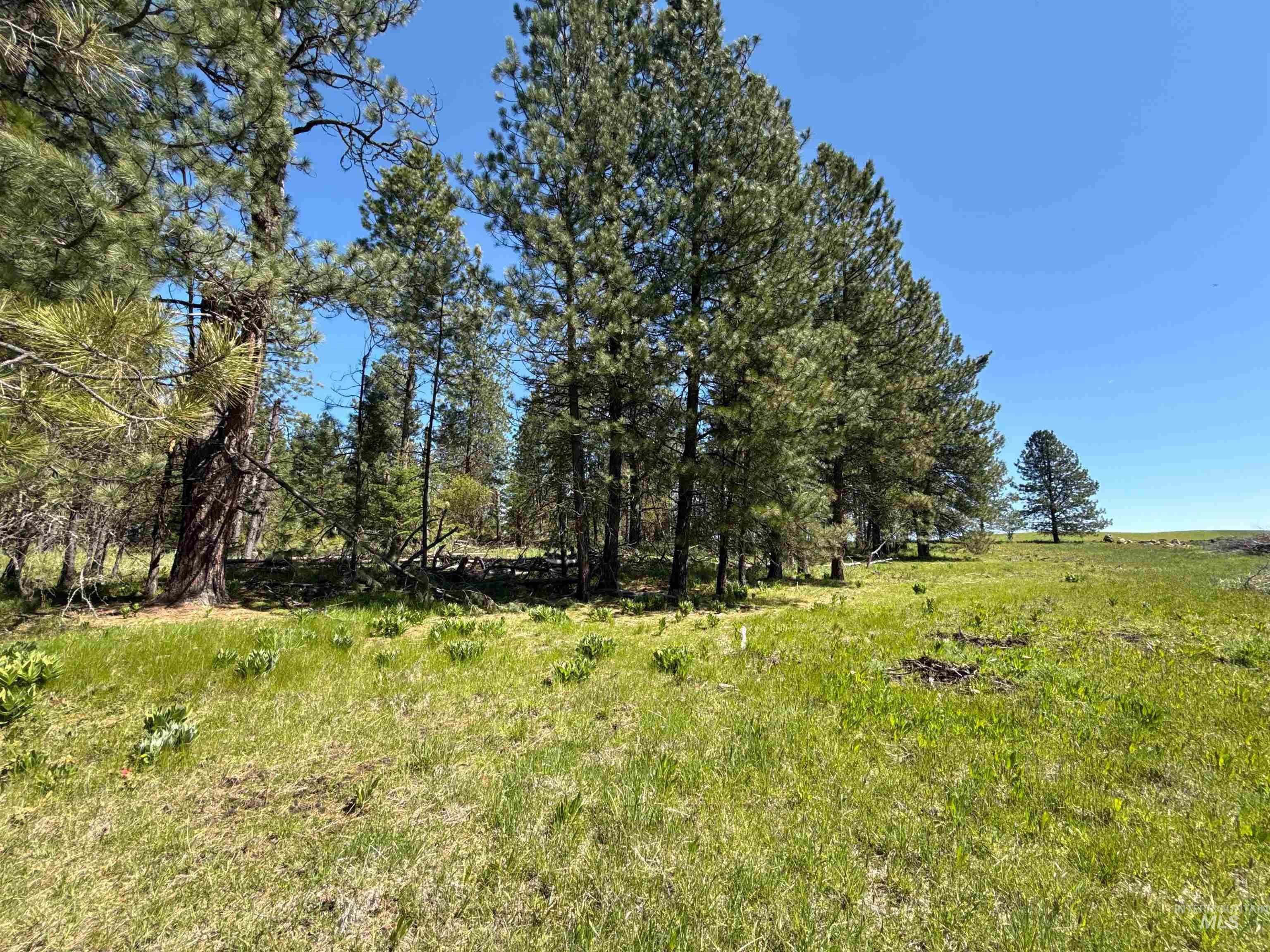 1254 Stuart Road Orofino, ID 83544 - Photo 27 of 48 Expansive open field with green grass, bordered by a line of mature pine trees