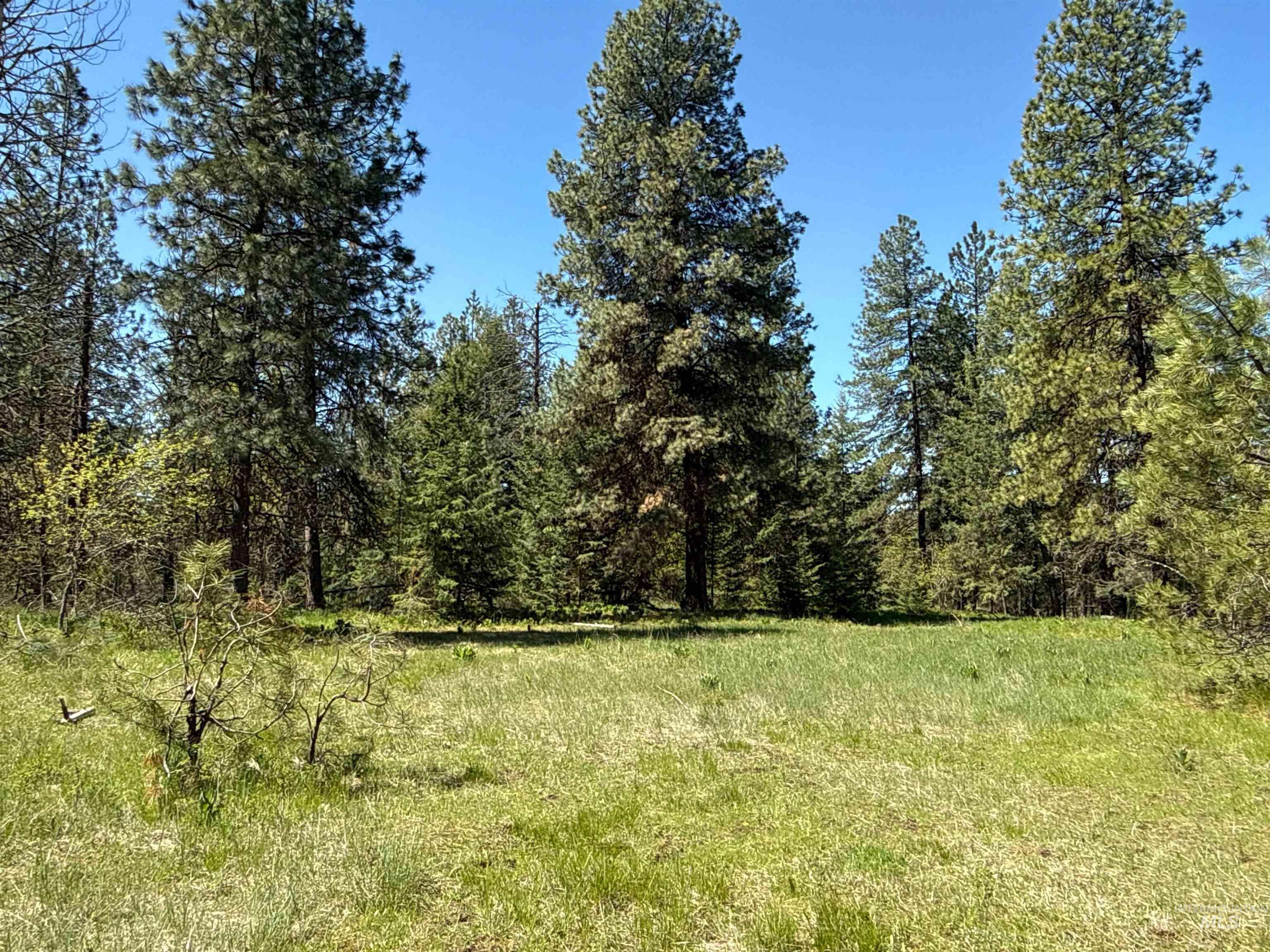 1254 Stuart Road Orofino, ID 83544 - Photo 29 of 48 Expansive clearing surrounded by mature evergreen trees