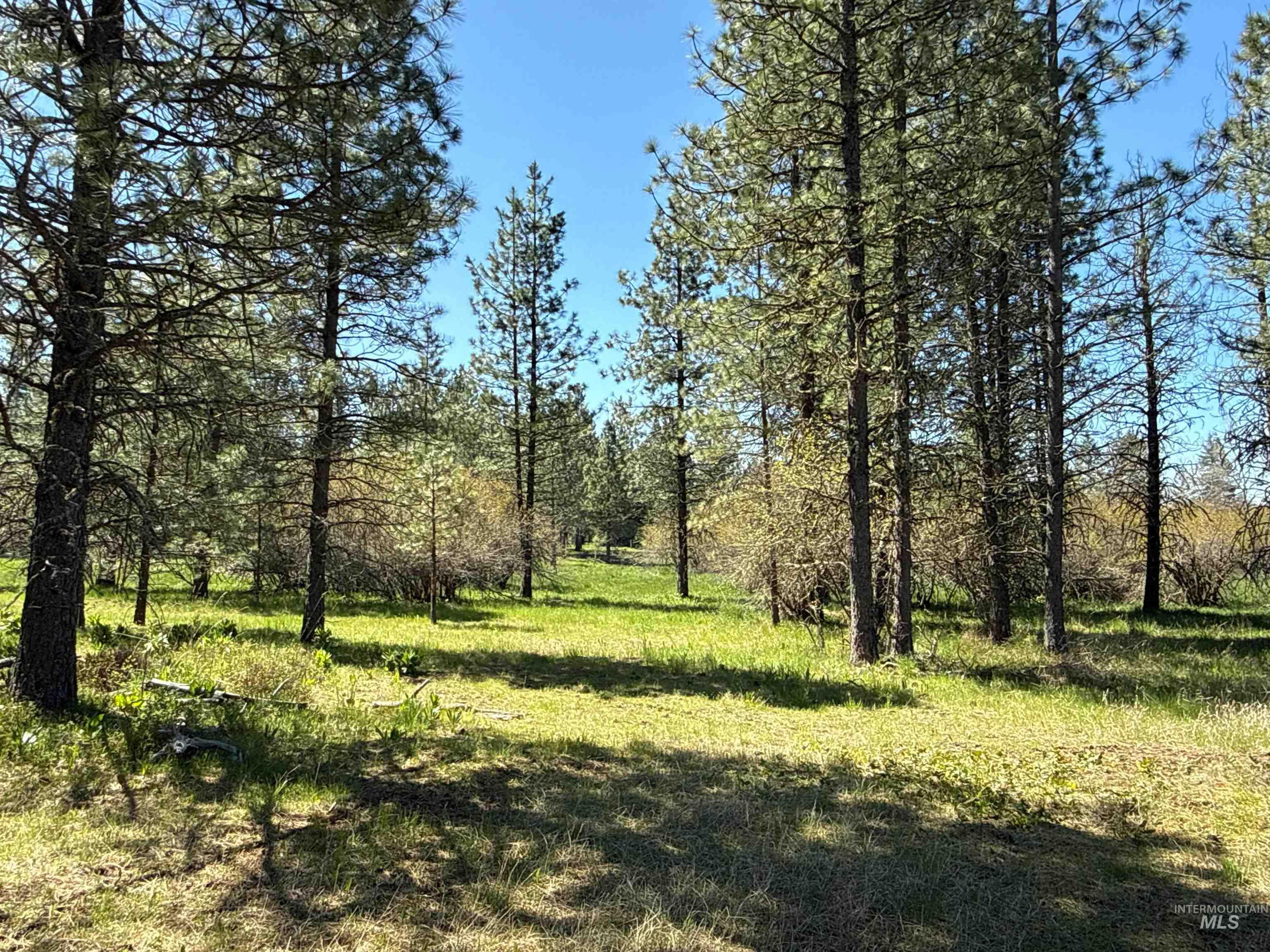 1254 Stuart Road Orofino, ID 83544 - Photo 30 of 48 Wooded property featuring mature trees and an open grassy area