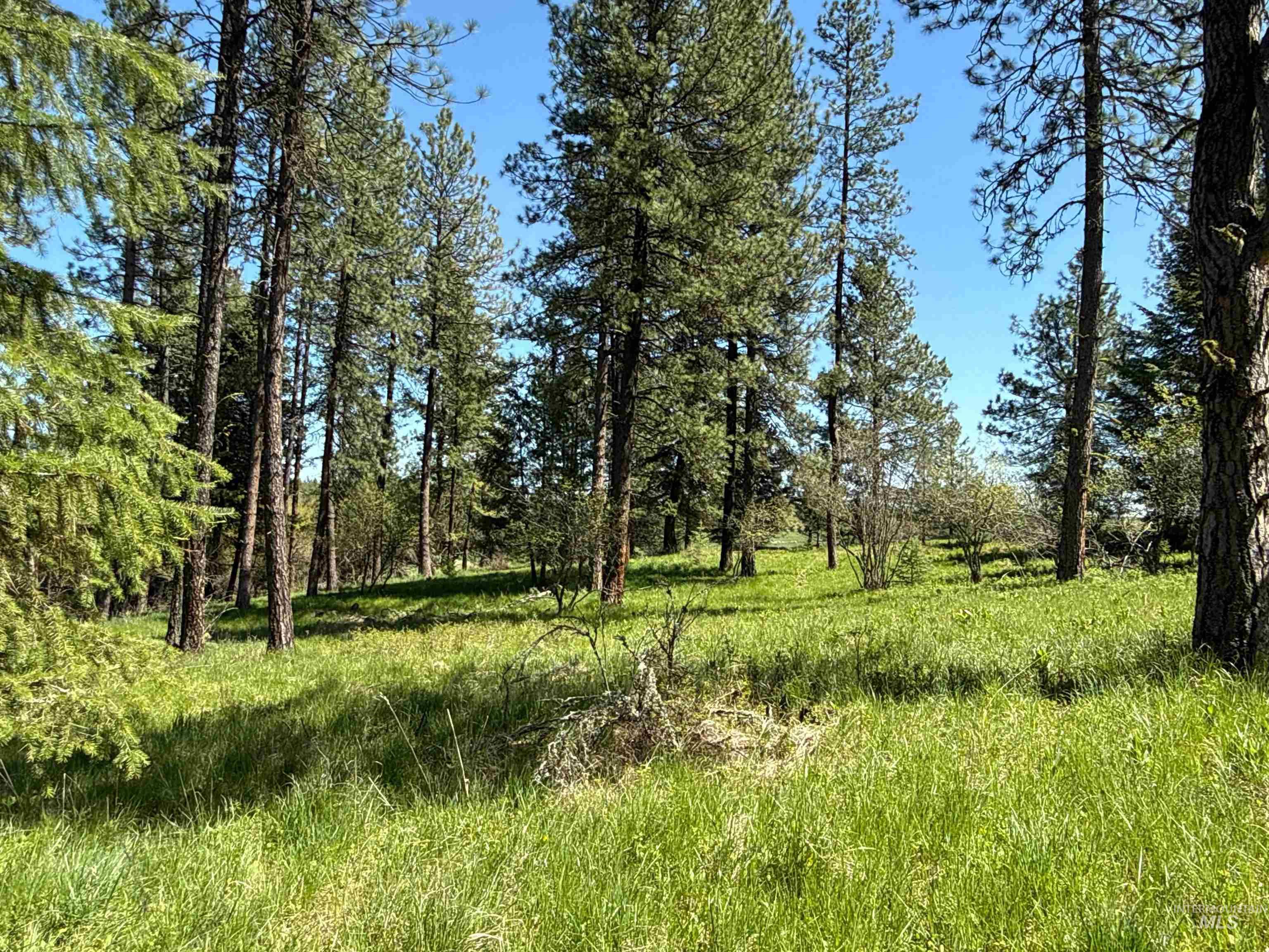 1254 Stuart Road Orofino, ID 83544 - Photo 32 of 48 Expansive treed lot featuring numerous mature evergreen trees and vibrant green undergrowth