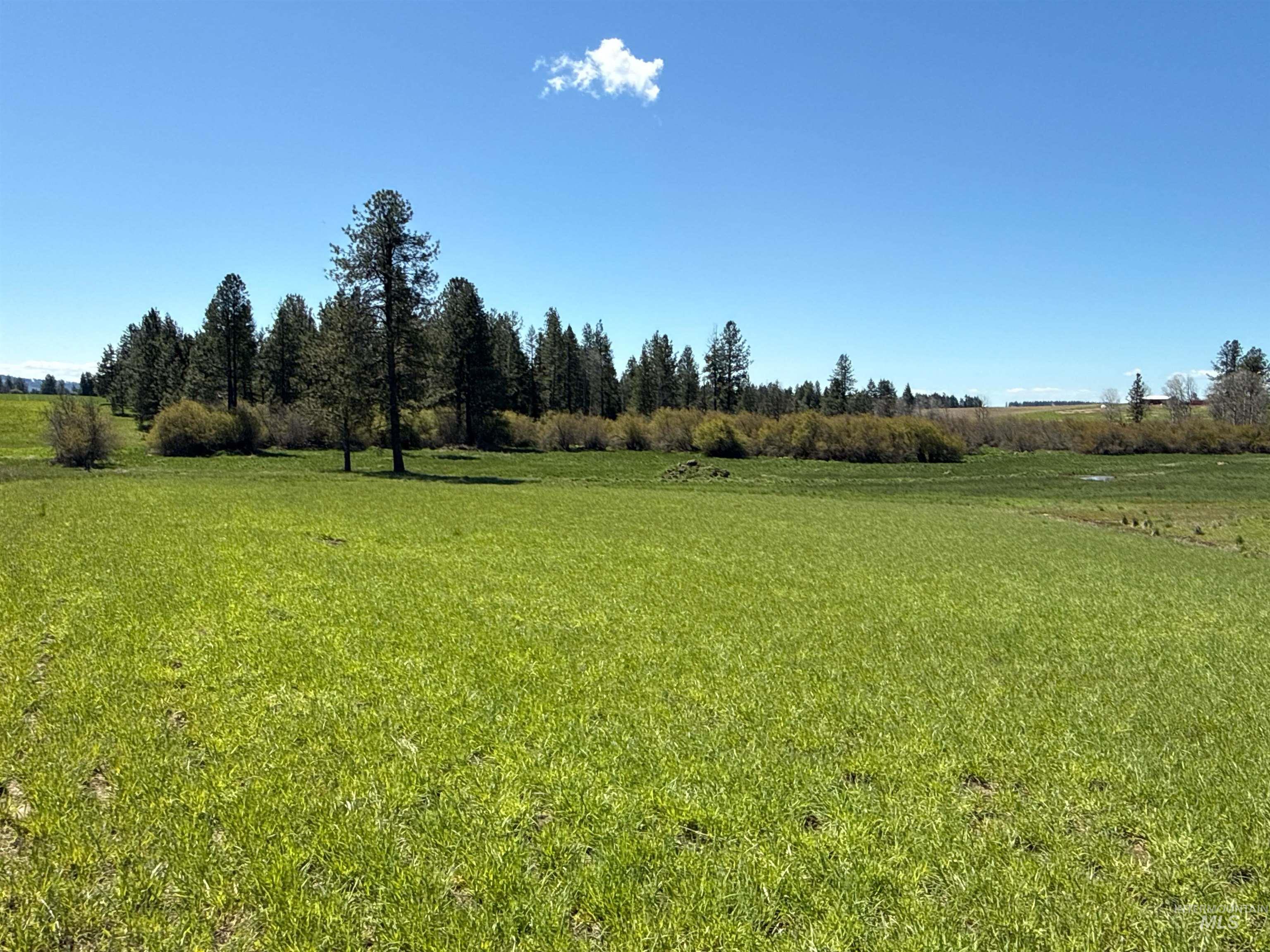 1254 Stuart Road Orofino, ID 83544 - Photo 35 of 48 Expansive green field with natural tree line and blue sky