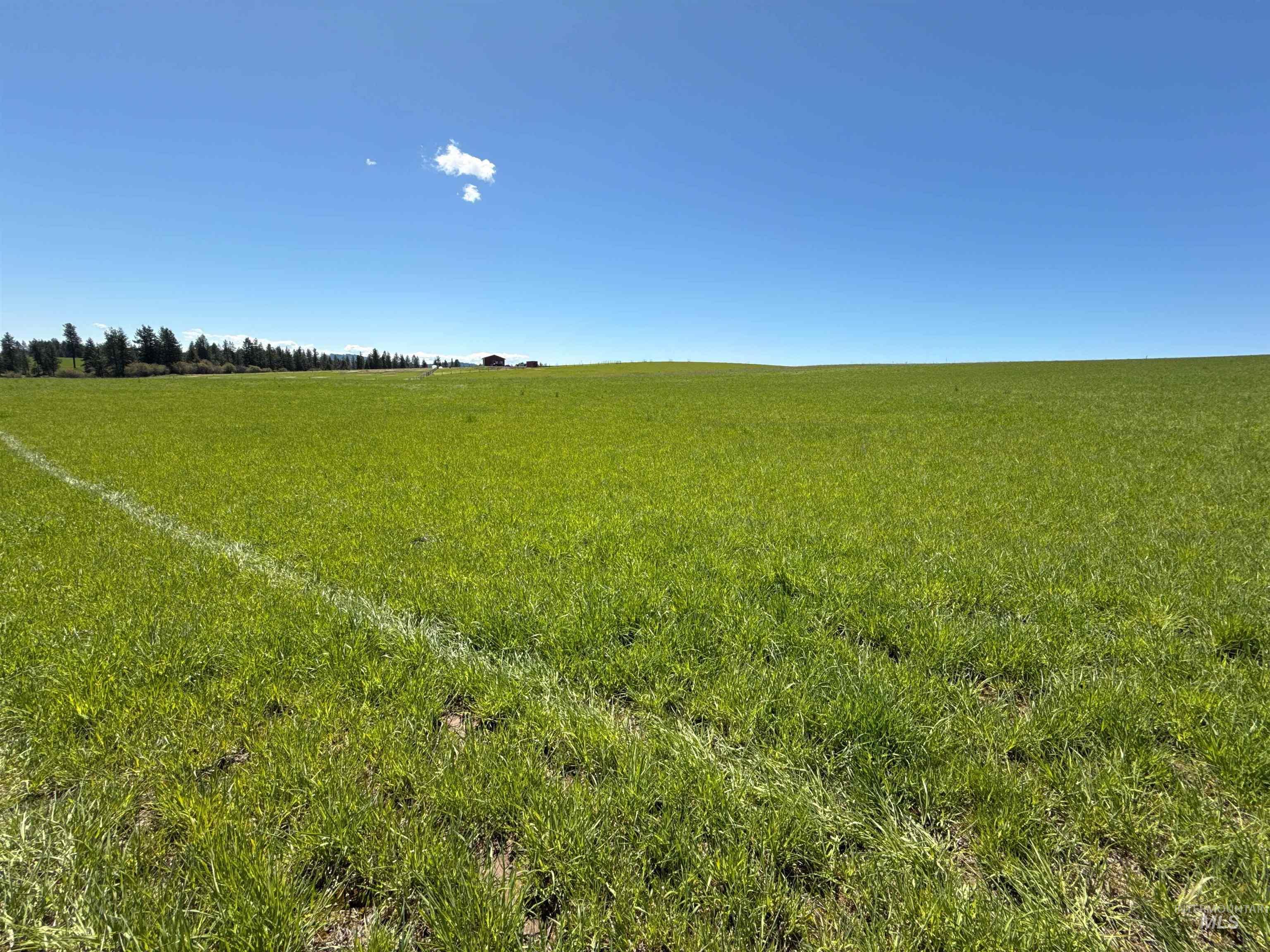 1254 Stuart Road Orofino, ID 83544 - Photo 39 of 48 Expansive green field under a clear blue sky, featuring a white ground line and distant tree line