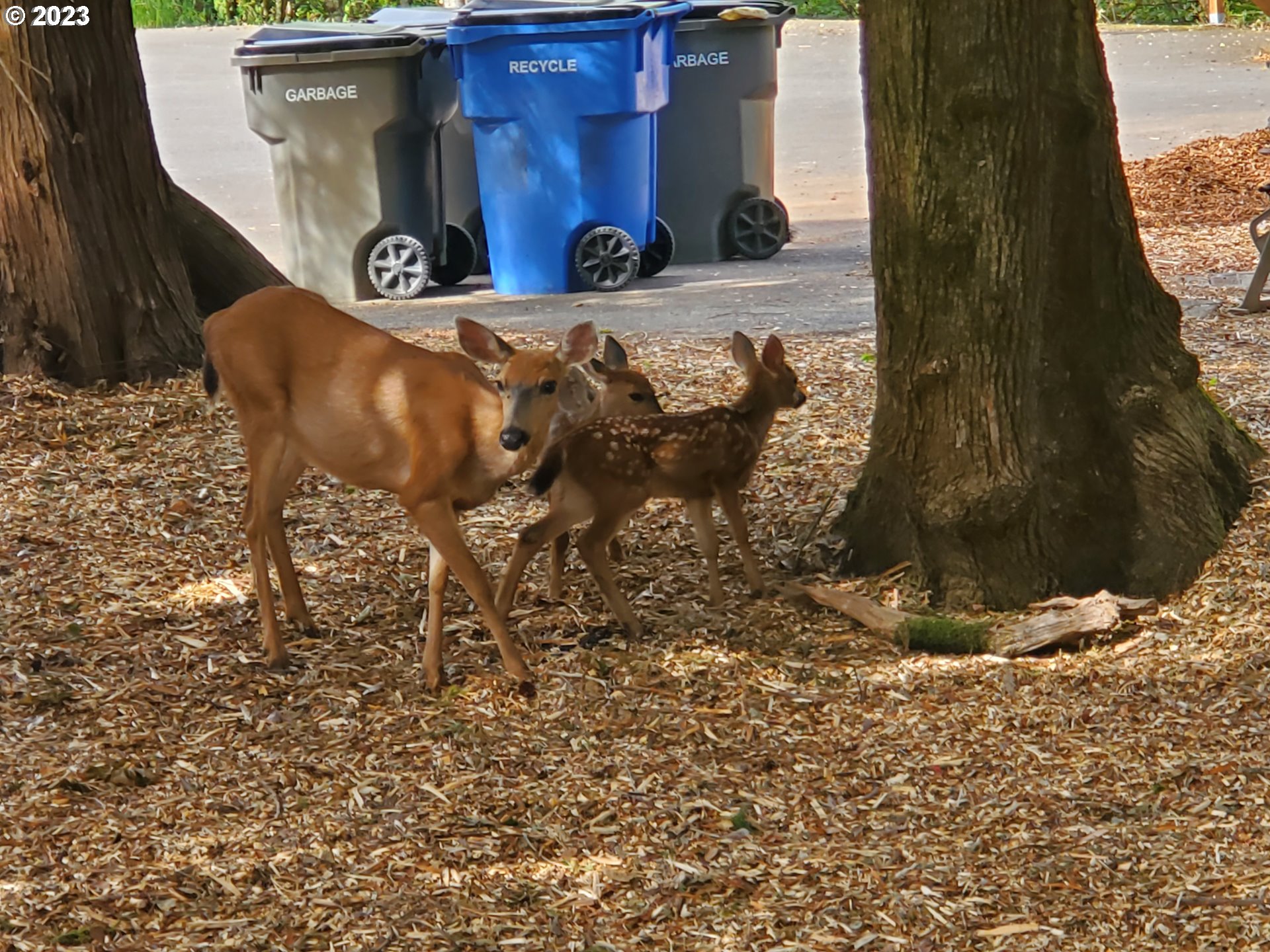280 South 15th Court Ridgefield, WA 98642 - Photo 39 of 44