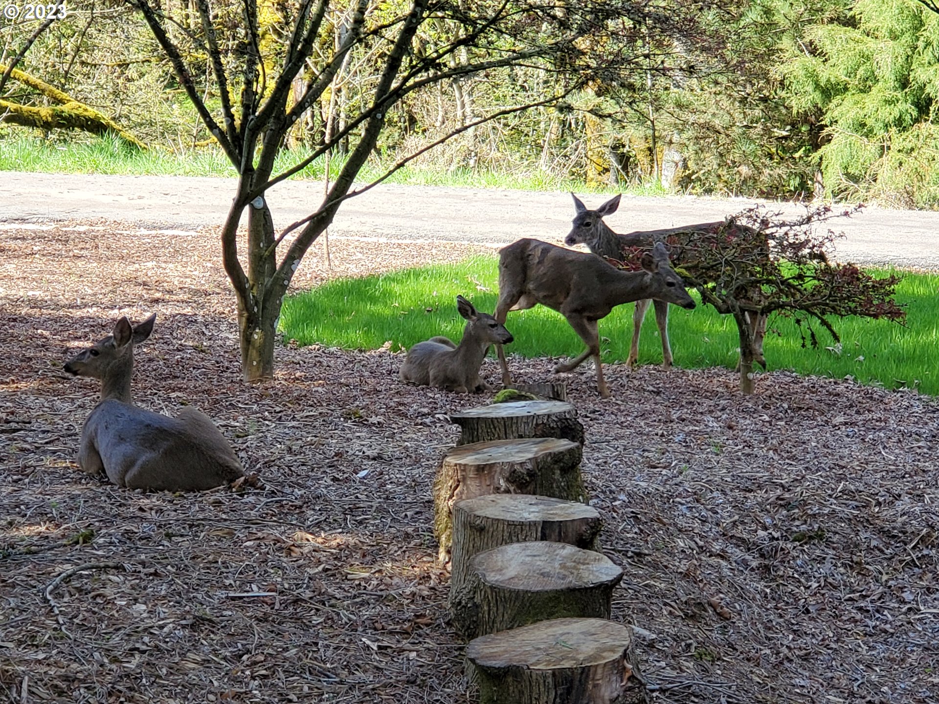 280 South 15th Court Ridgefield, WA 98642 - Photo 40 of 44 a view of a garden with a tree