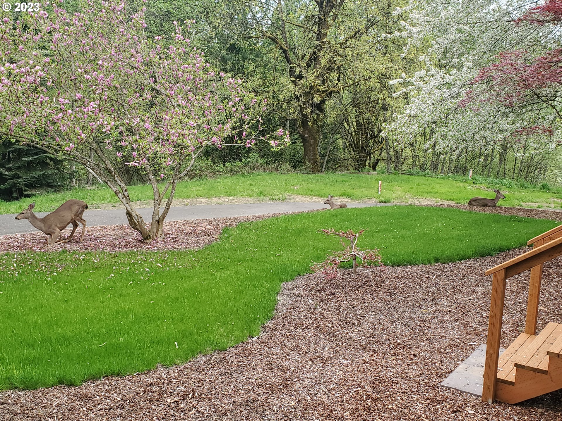 280 South 15th Court Ridgefield, WA 98642 - Photo 41 of 44 a view of a park with large trees