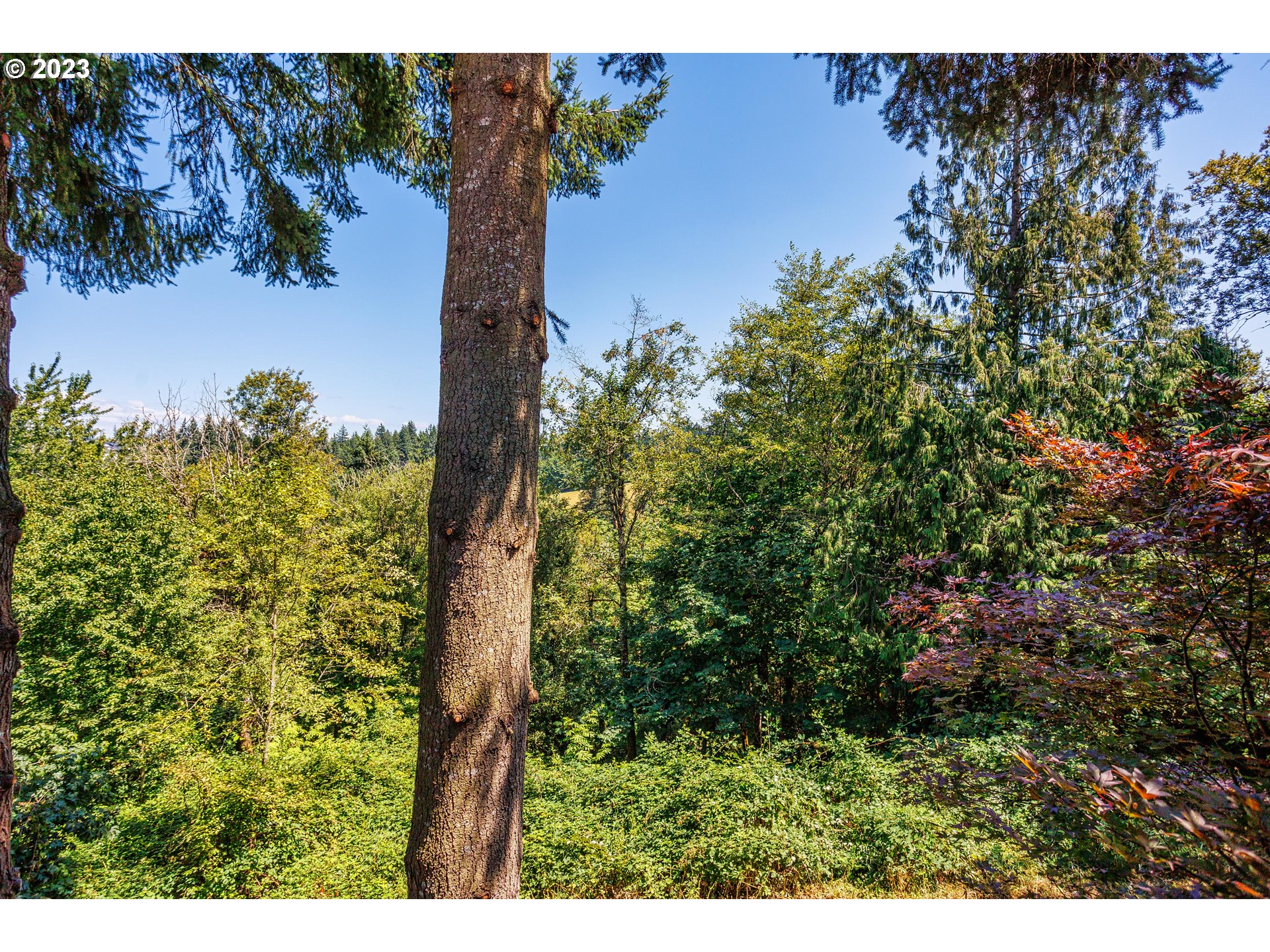 280 South 15th Court Ridgefield, WA 98642 - Photo 44 of 44 a view of a tree with a yard