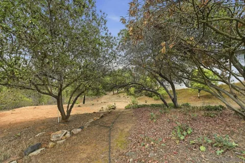 a view of dirt yard with a tree