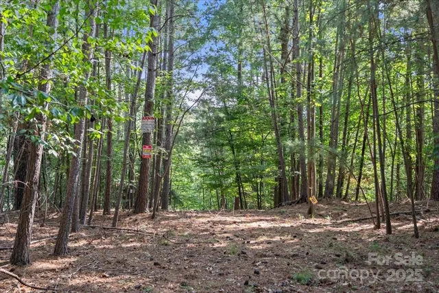 a view of a forest with trees