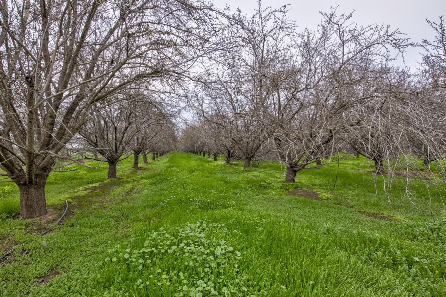 a huge green field with lots of trees