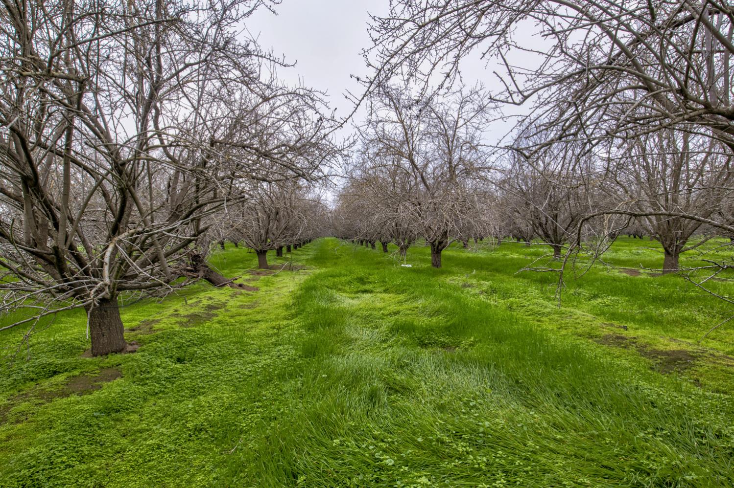 0 Ave 48 Earlimart, CA 93219 - Photo 2 of 21 a backyard of a house with lots of green space