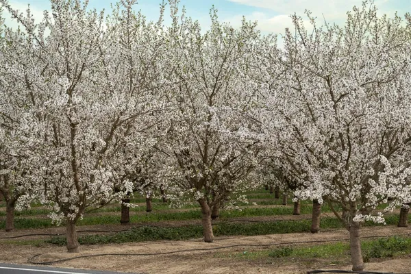 $1,199,900 | 0 North Hart Road, Modesto, CA 95358