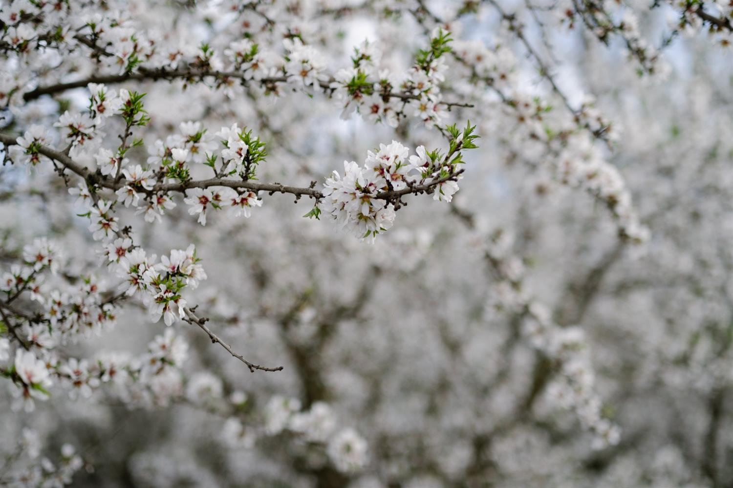 0 North Hart Road Modesto, CA 95358 - Photo 21 of 30