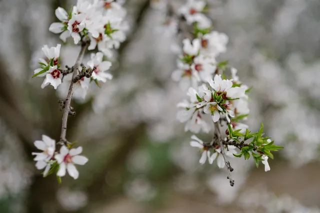 $1,199,900 | 0 North Hart Road, Modesto, CA 95358