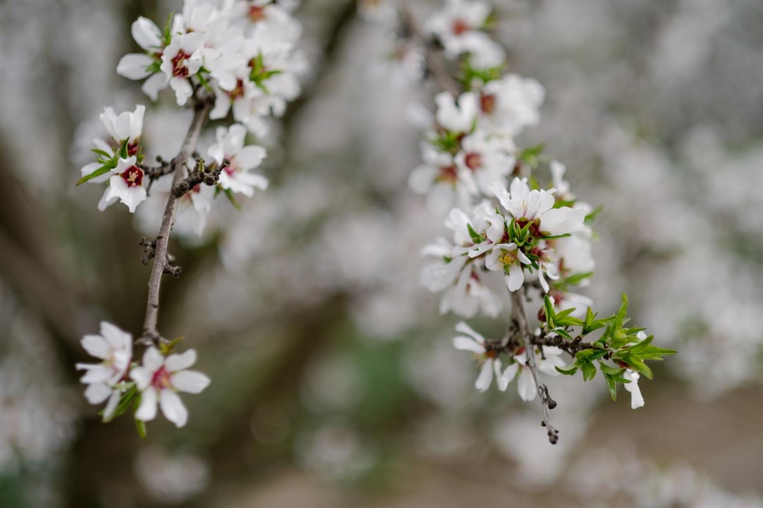 0 North Hart Road Modesto, CA 95358 - Photo 23 of 30