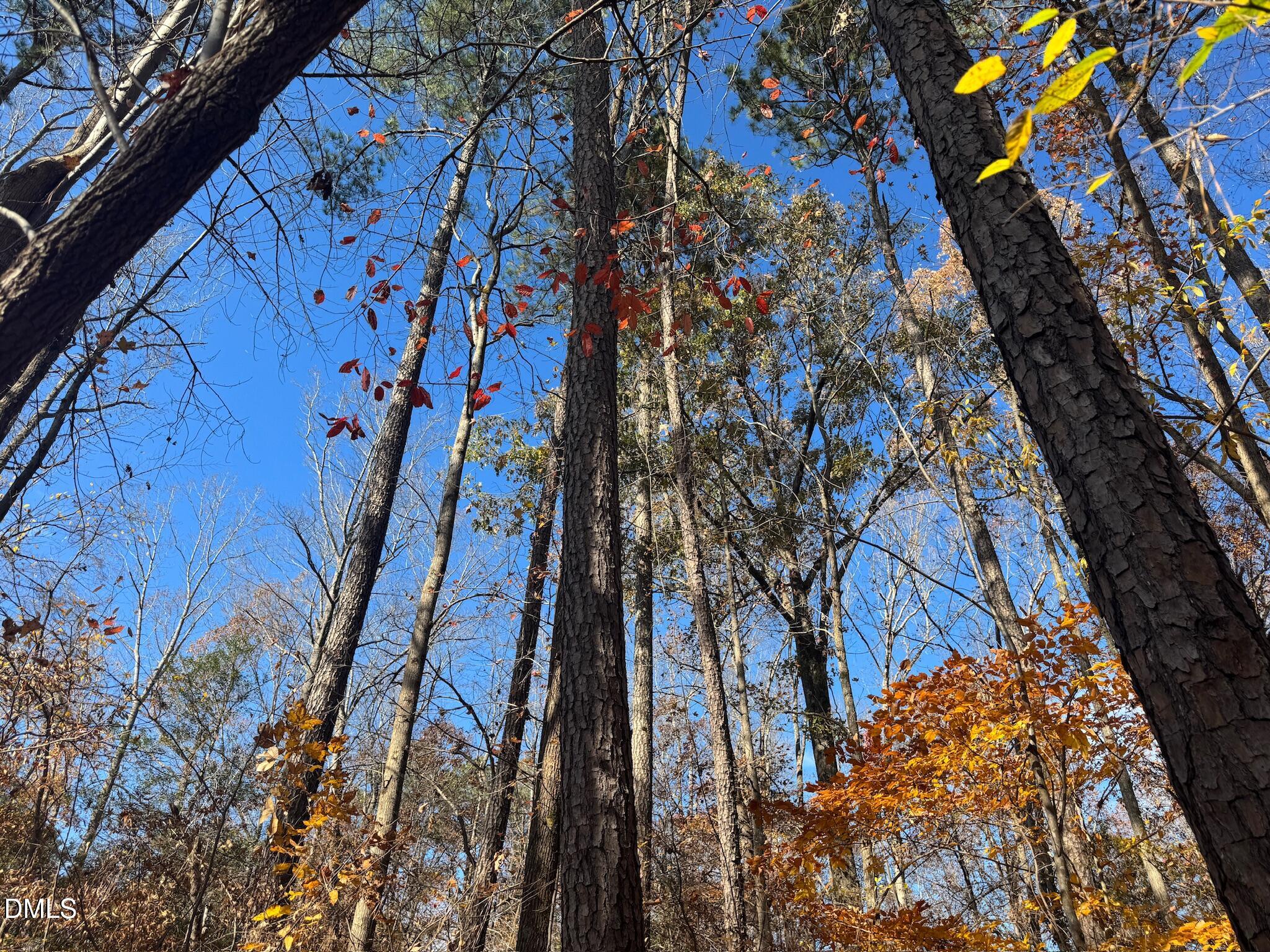 0 Williams Road Spring Hope, NC 27882 - Photo 26 of 40 a view of a yard with a tree