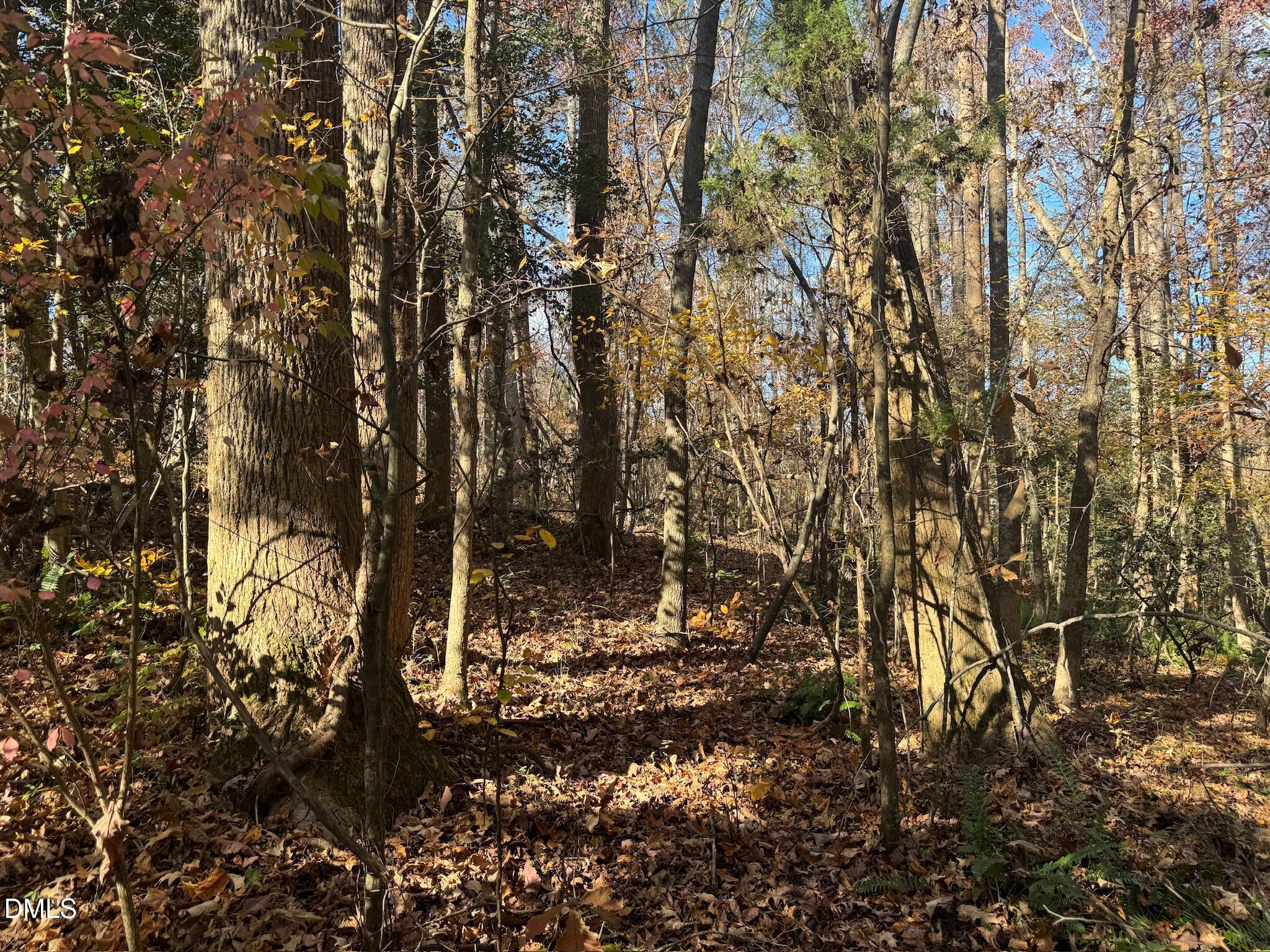 0 Williams Road Spring Hope, NC 27882 - Photo 32 of 40 a view of a large tree