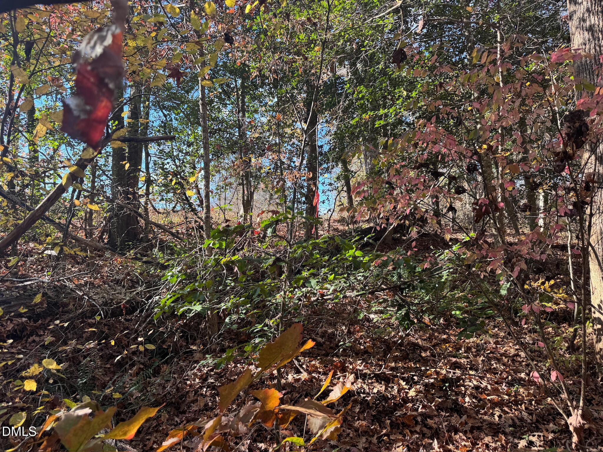 0 Williams Road Spring Hope, NC 27882 - Photo 33 of 40 a view of a tree