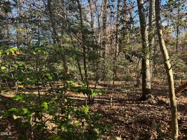 a view of a forest that has large trees