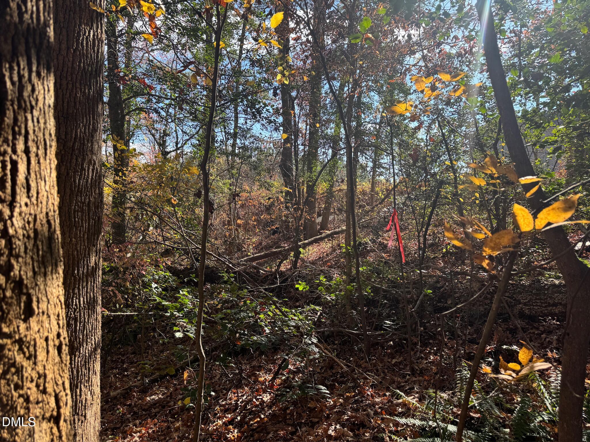 0 Williams Road Spring Hope, NC 27882 - Photo 35 of 40 a view of tree