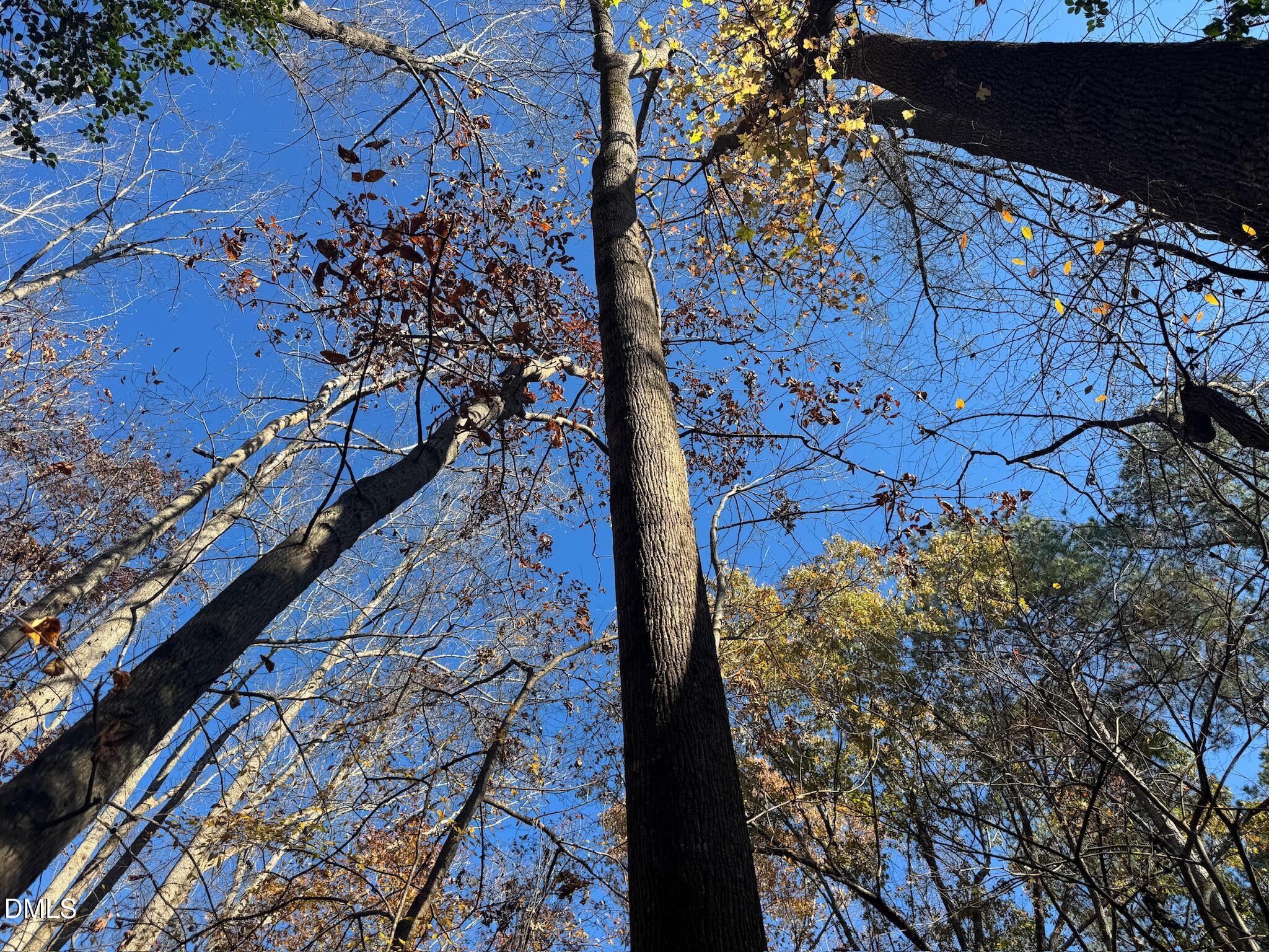0 Williams Road Spring Hope, NC 27882 - Photo 36 of 40 a view of a backyard
